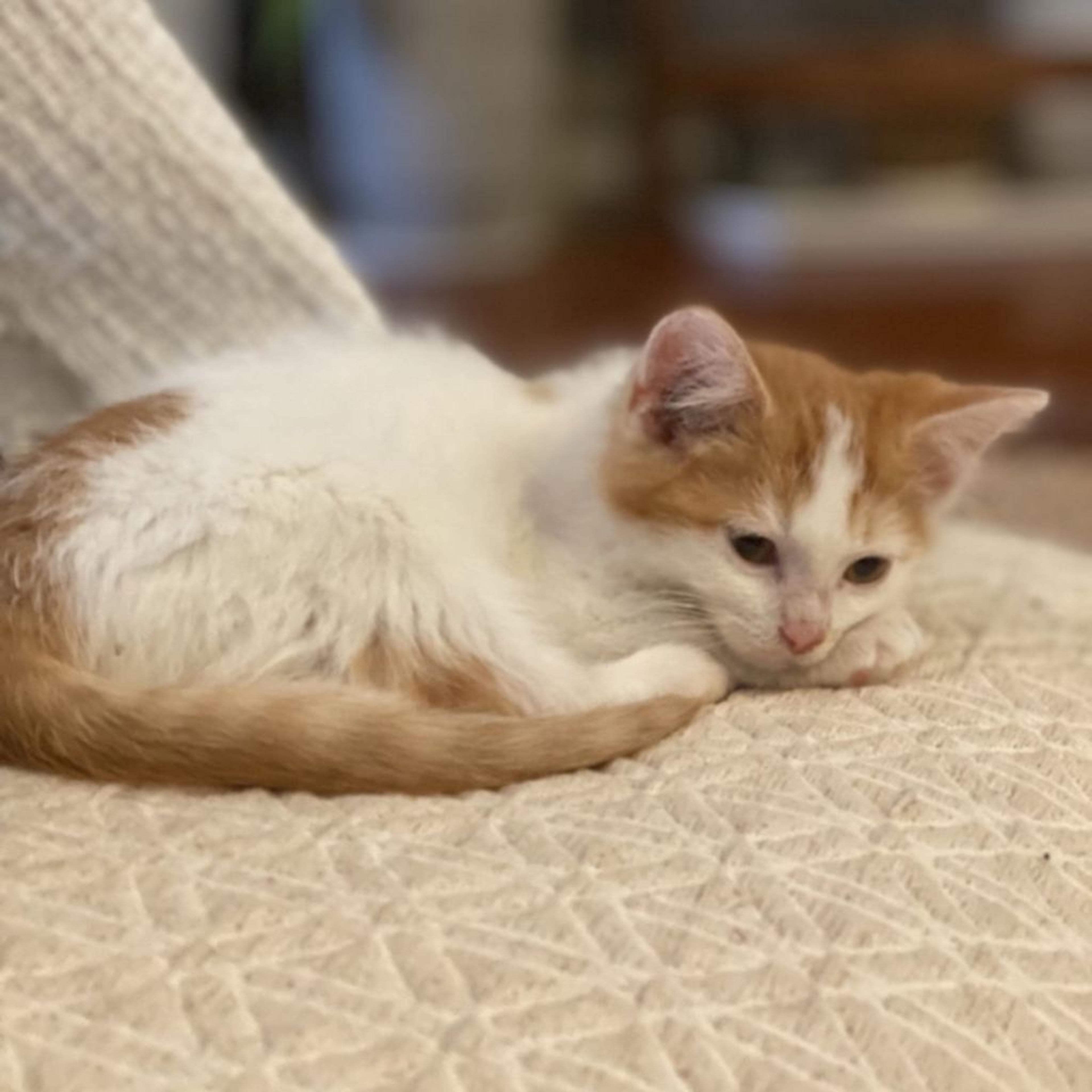 pet-image-2