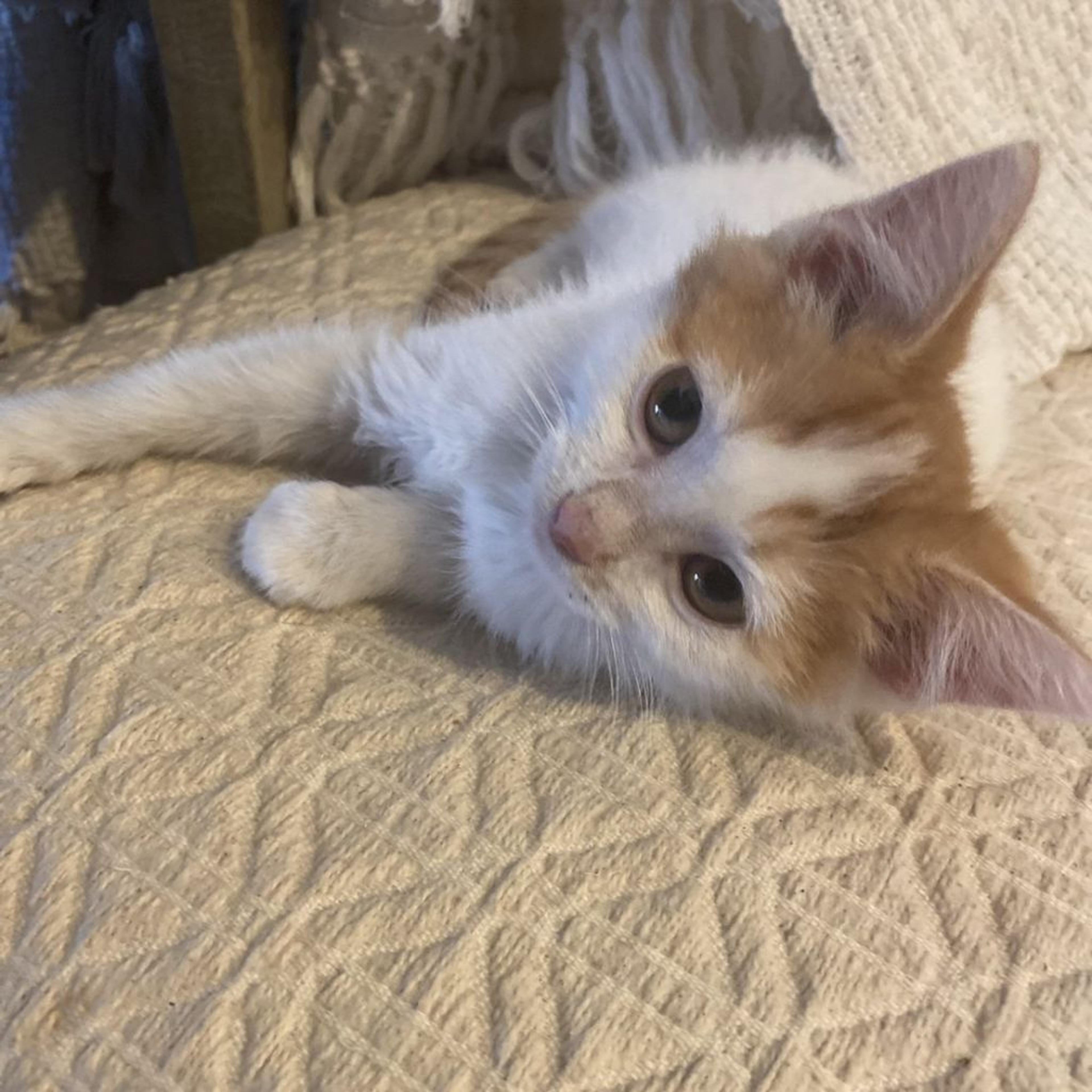 pet-image-4