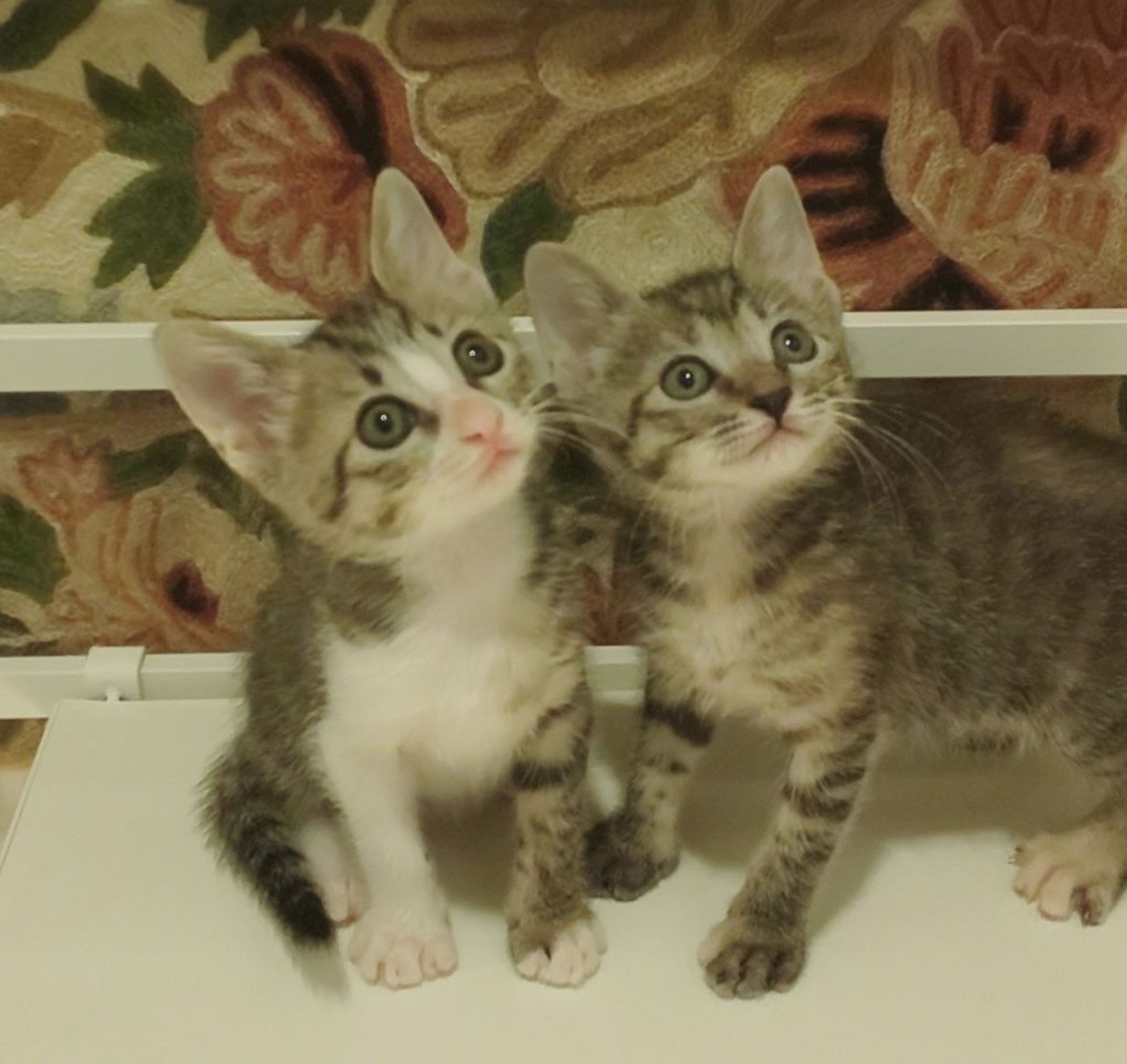 雑種（ミックス猫）・メスの里親募集の写真