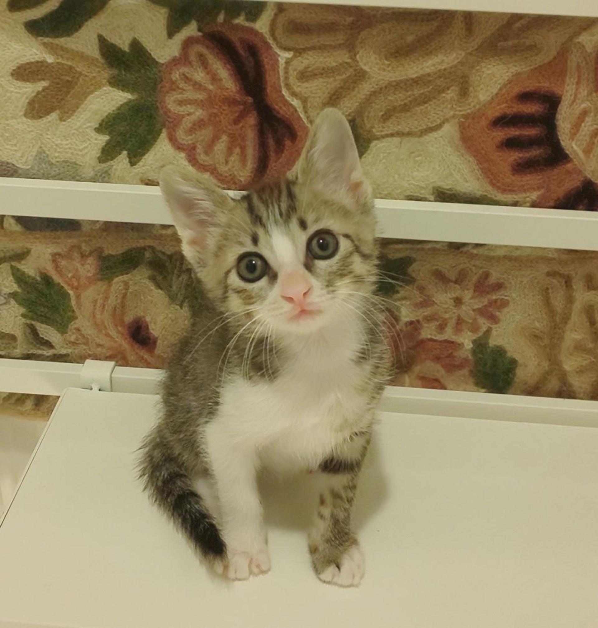 pet-image-7