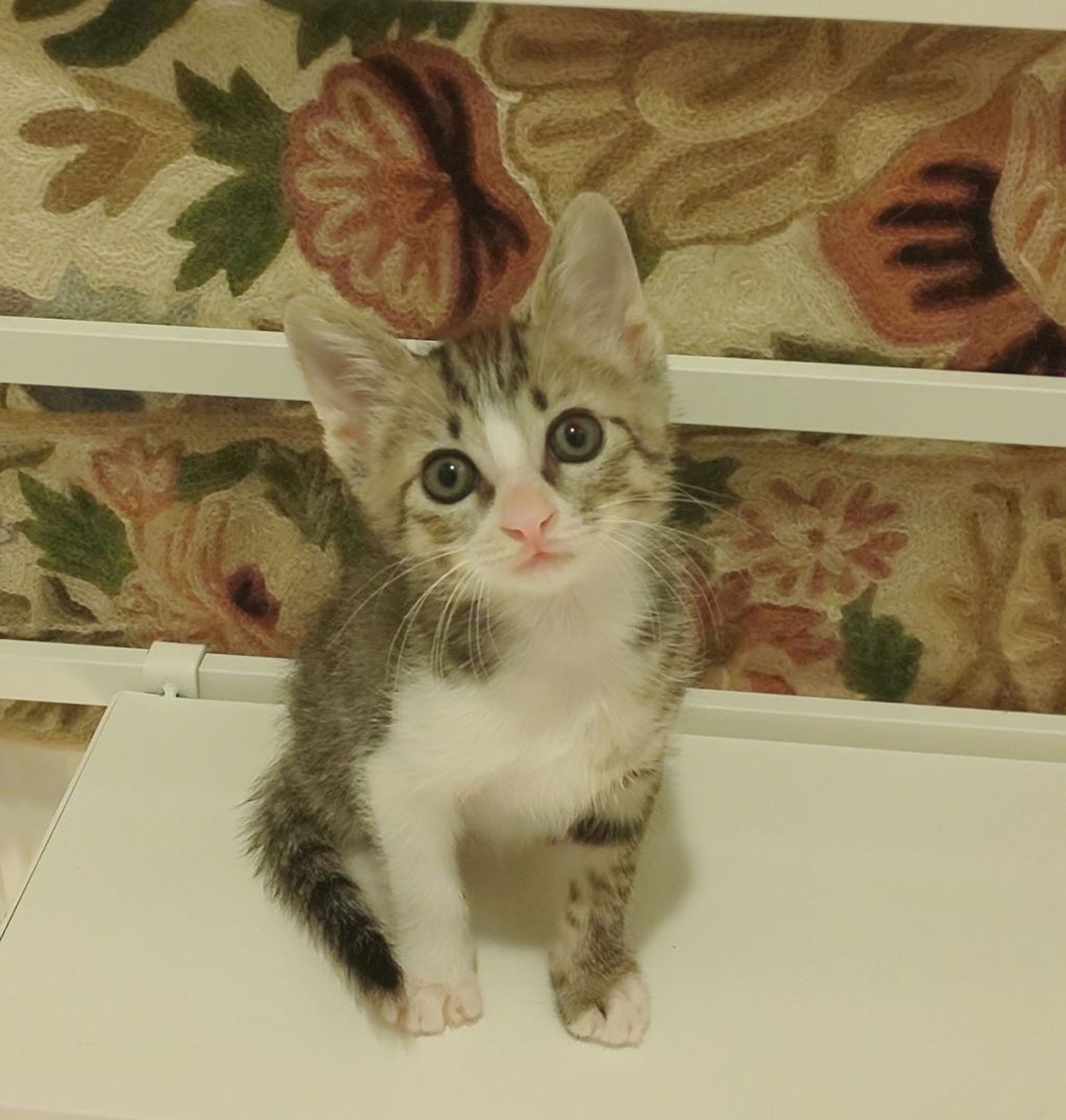 pet-image-7