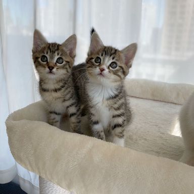 ふわ&とろ姉妹の写真
