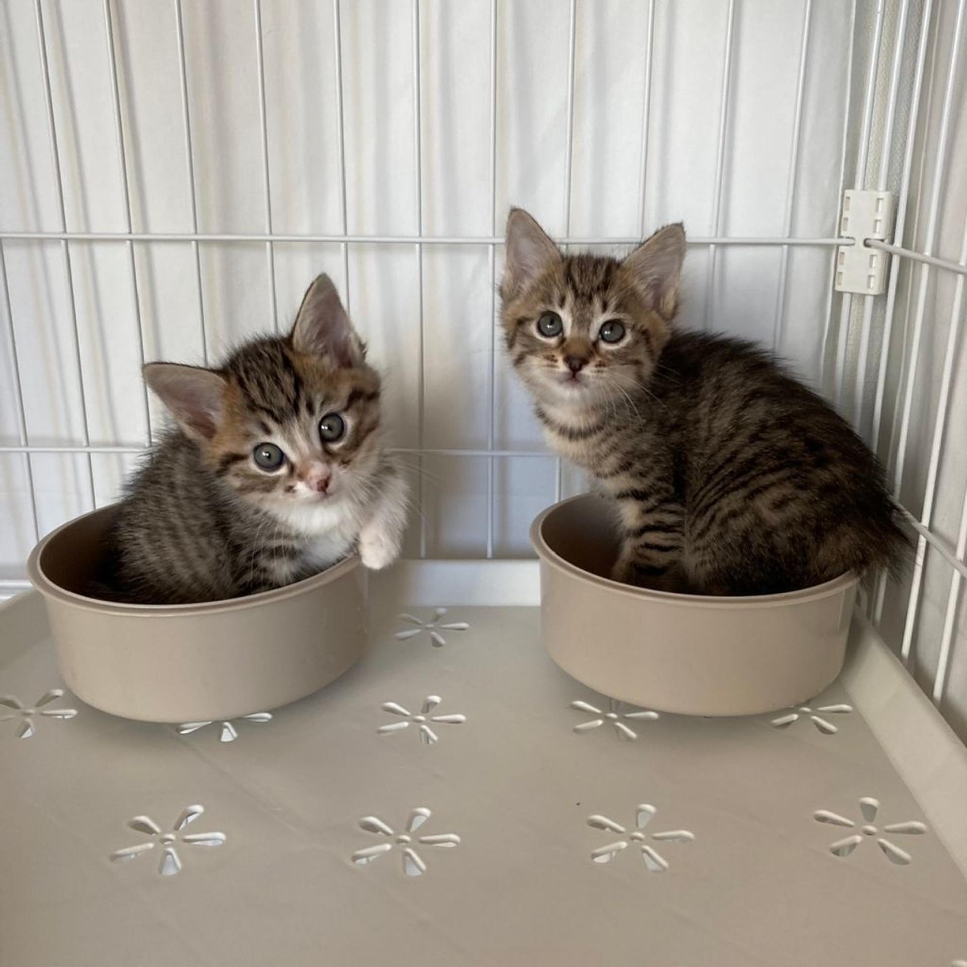 pet-image-4