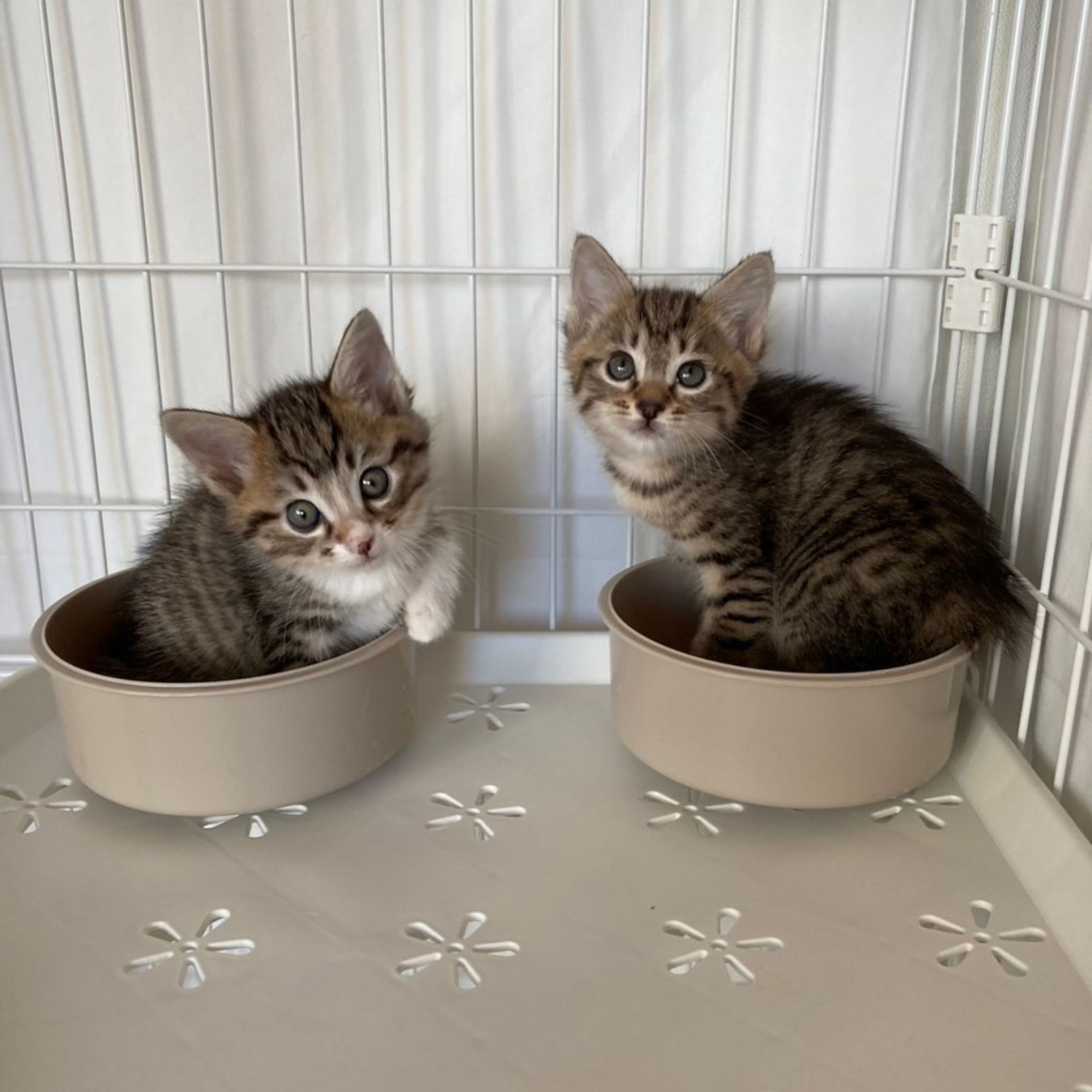 pet-image-4
