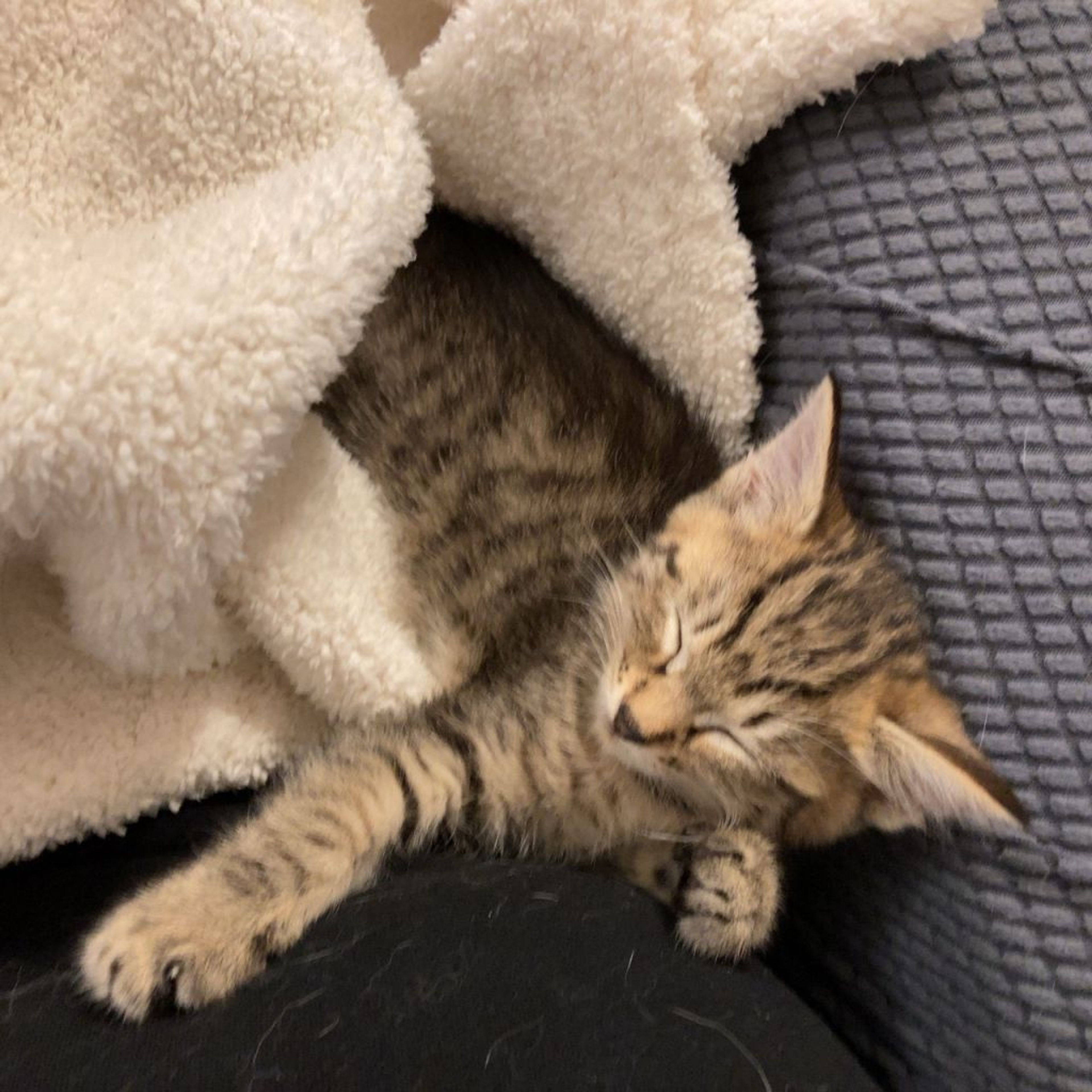 pet-image-8