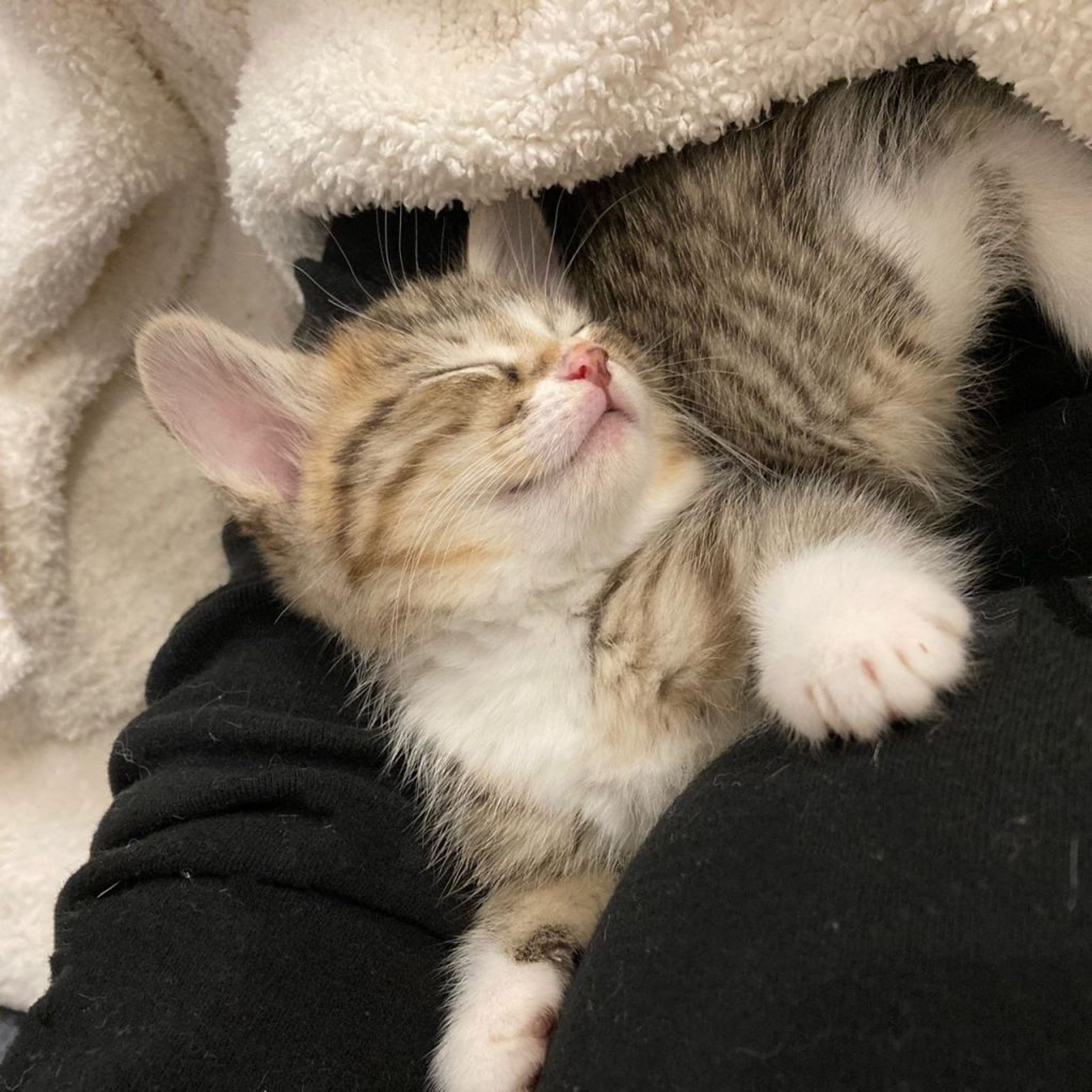 pet-image-9