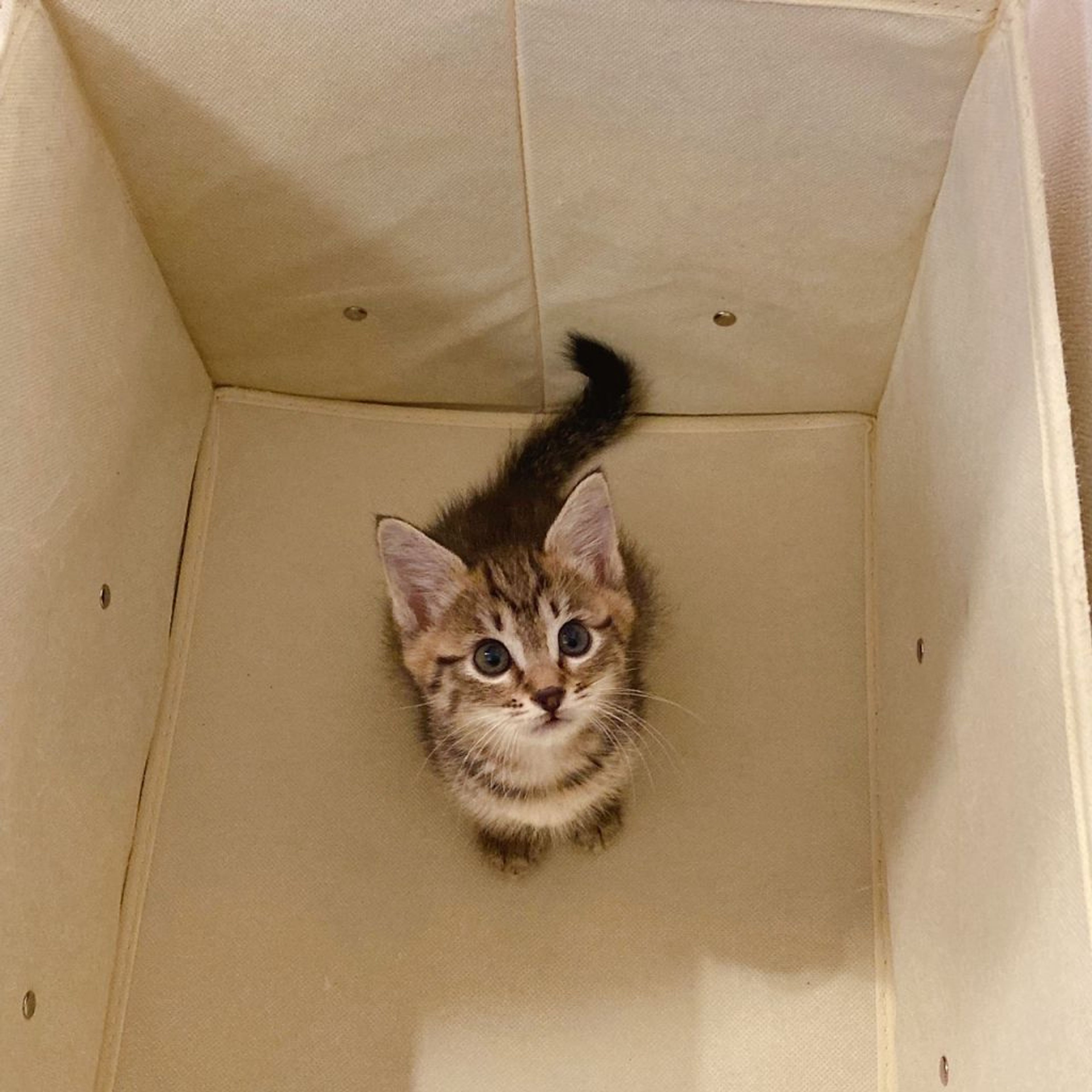 pet-image-10