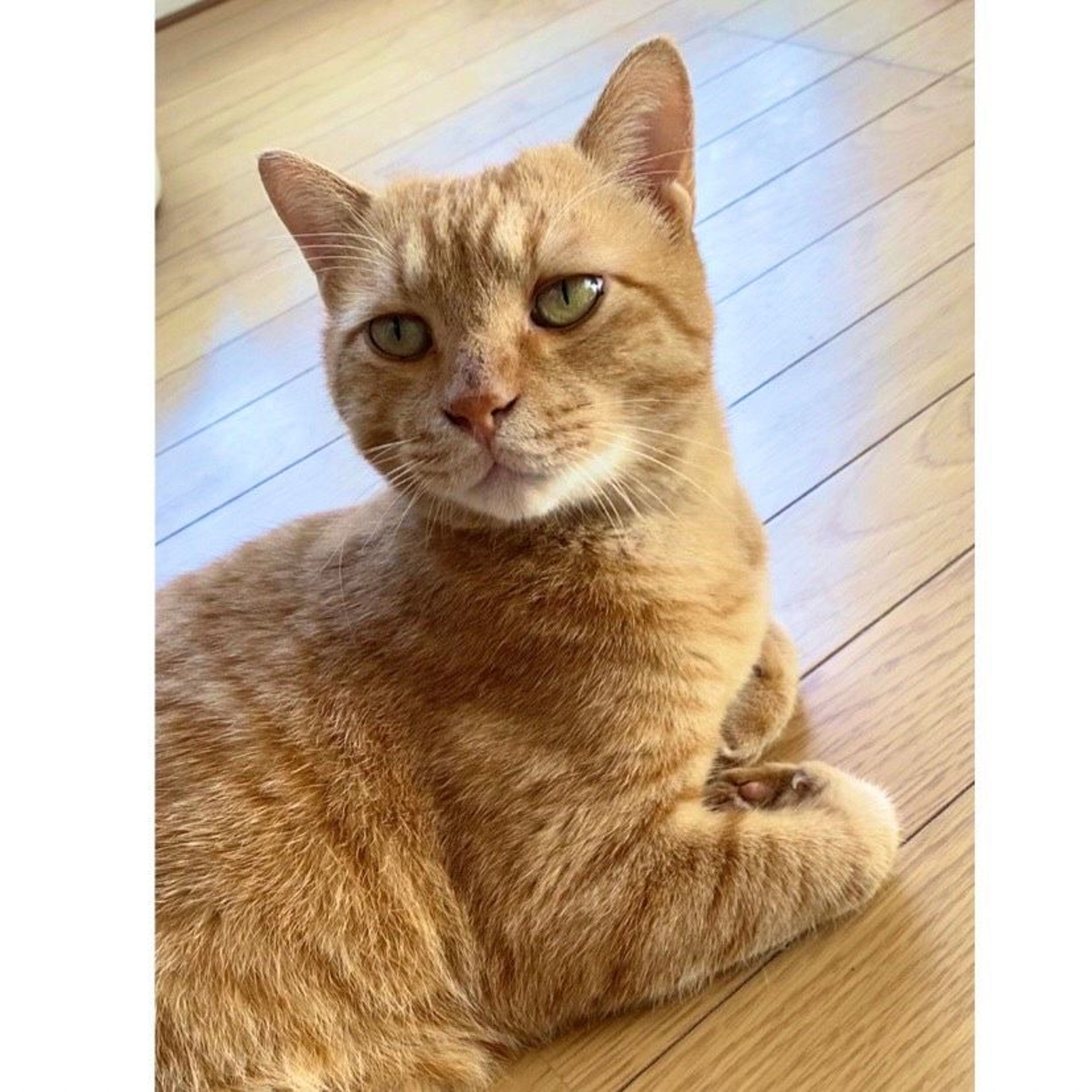 pet-image-3