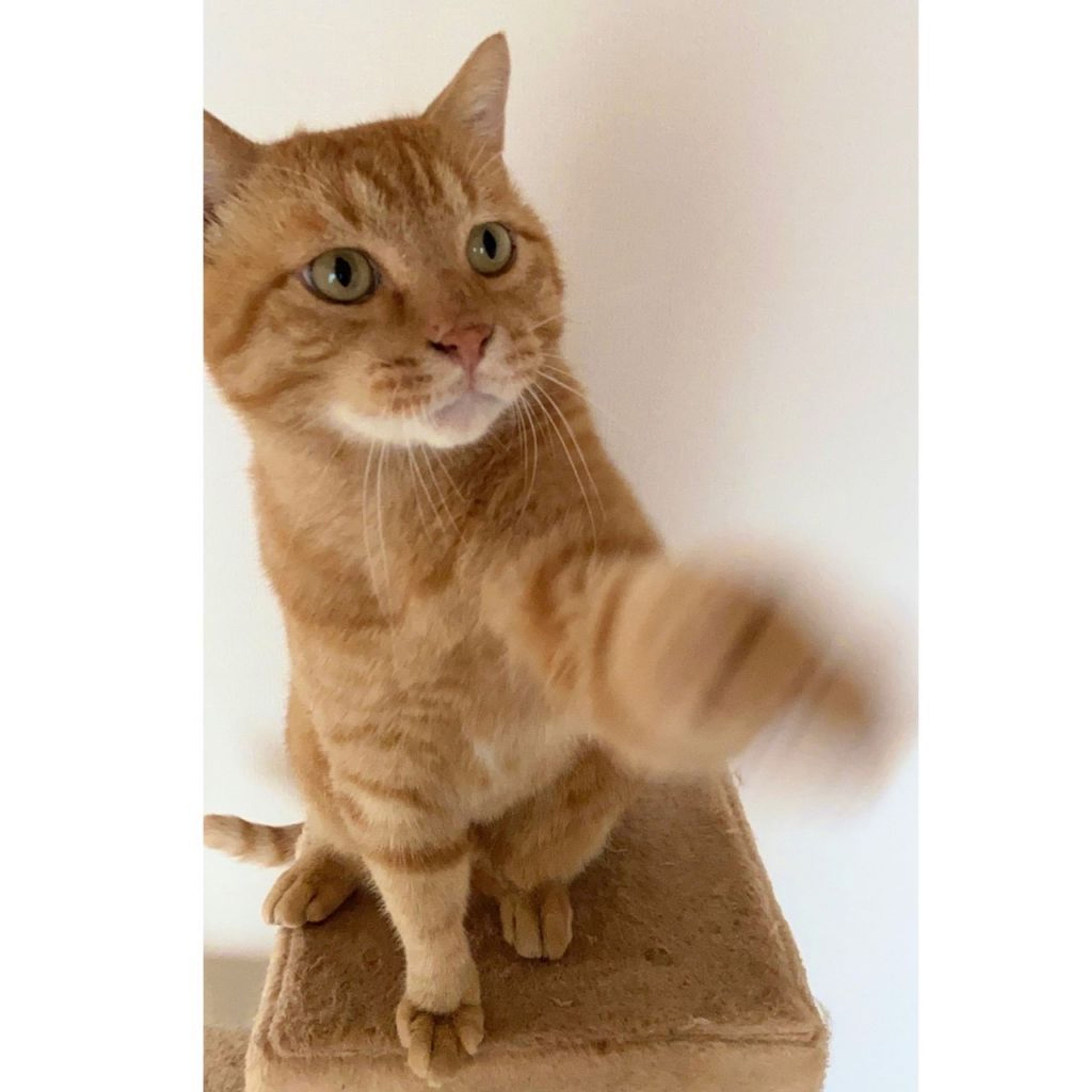pet-image-4