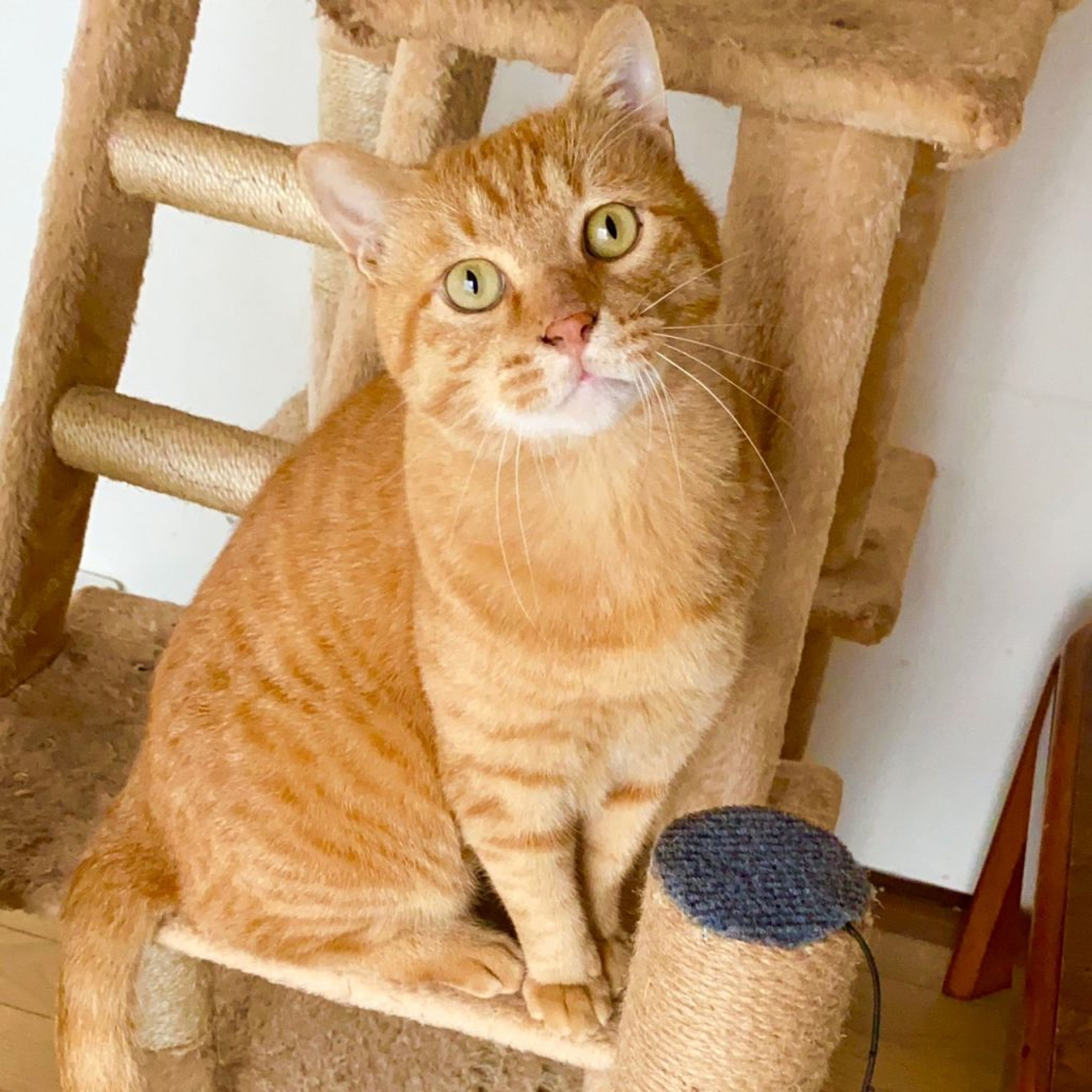 pet-image-5