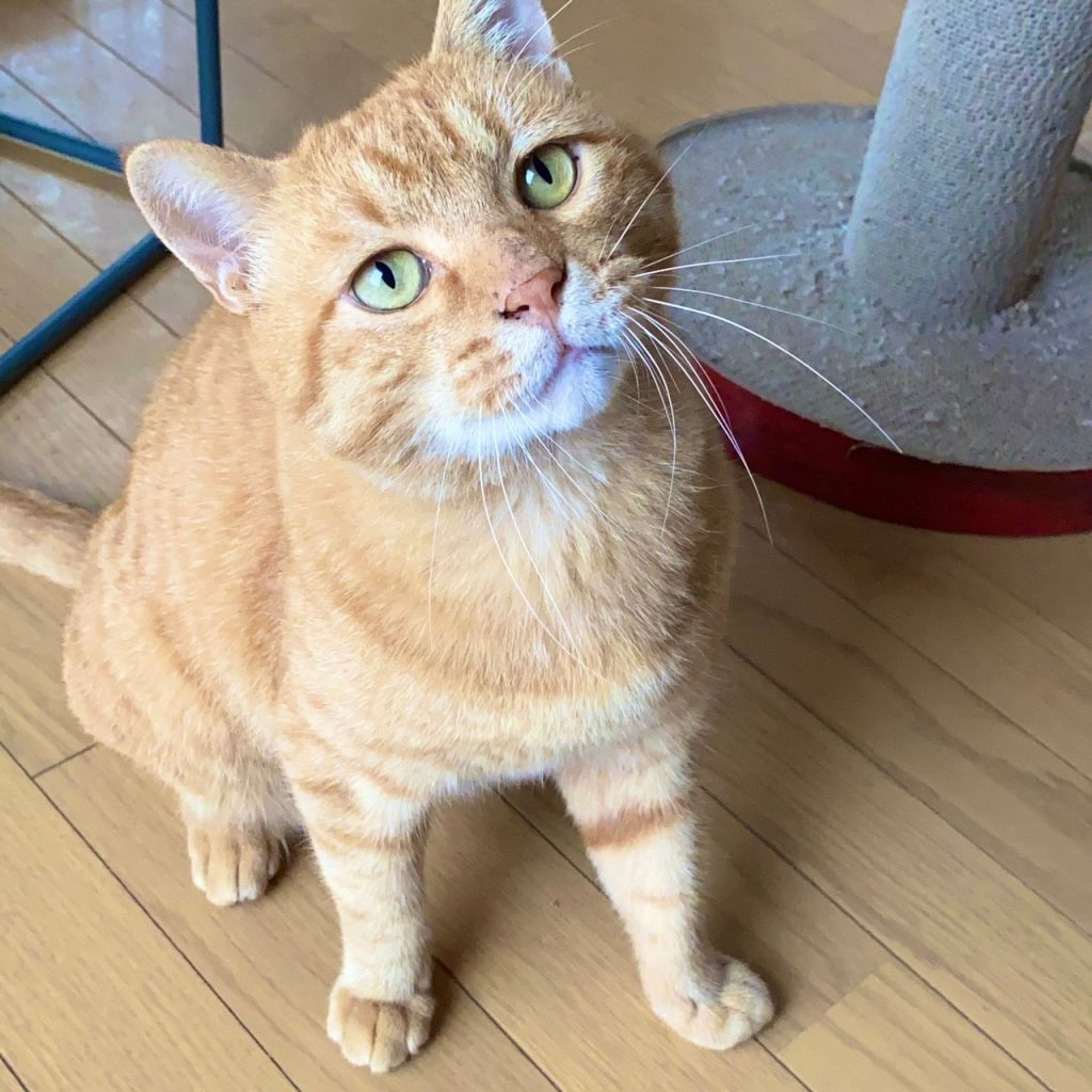 pet-image-6