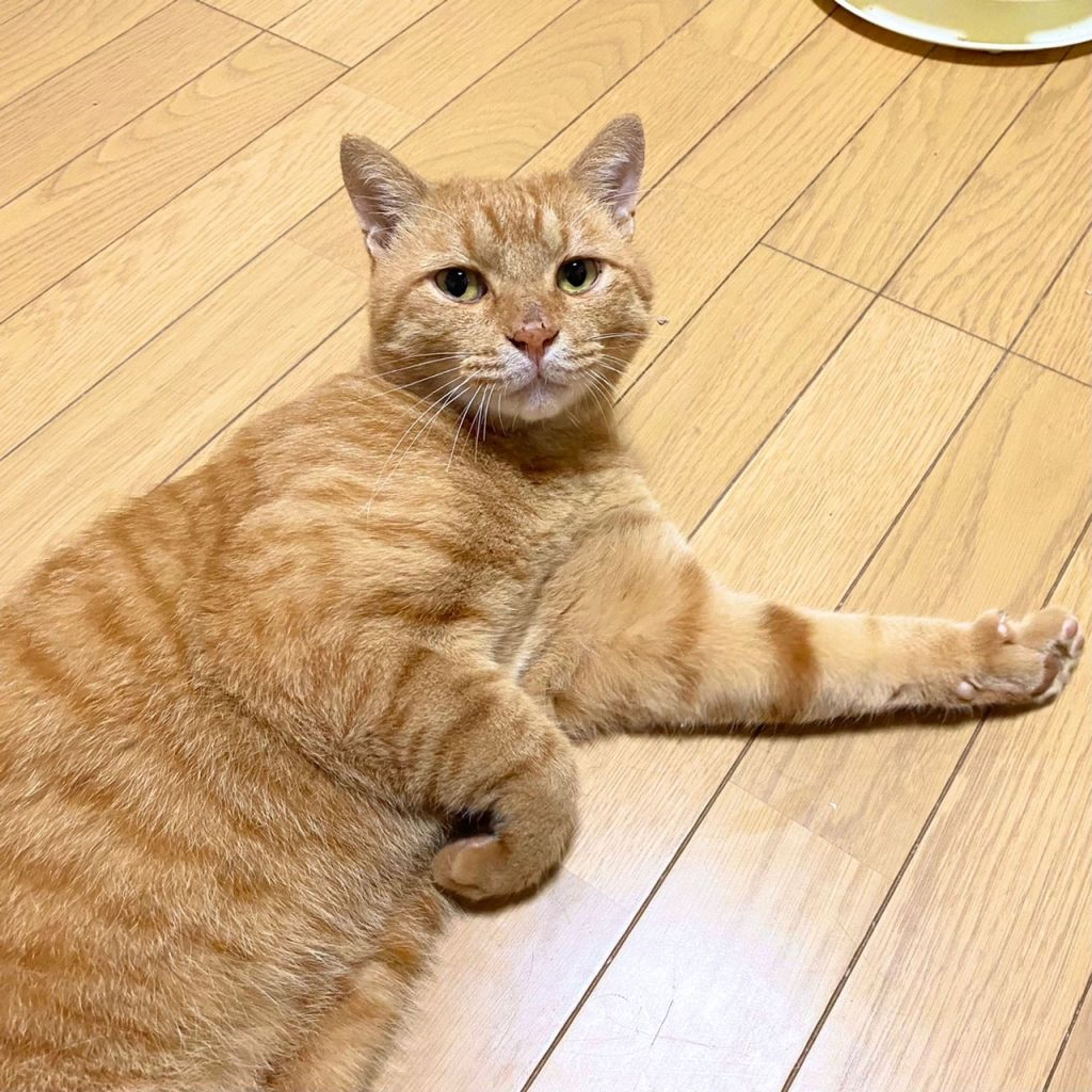 pet-image-7