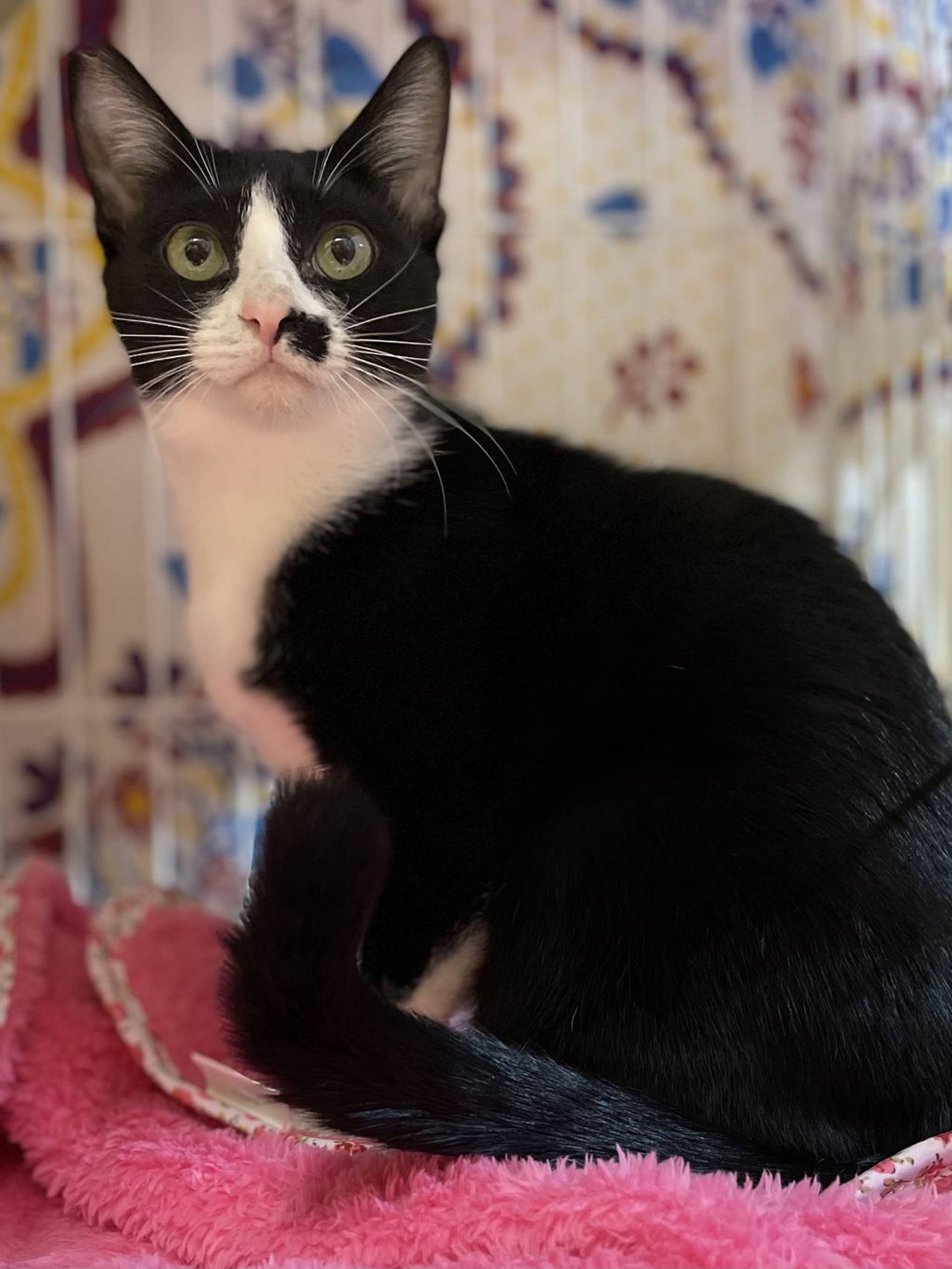 雑種（ミックス猫）・メスの里親募集の写真