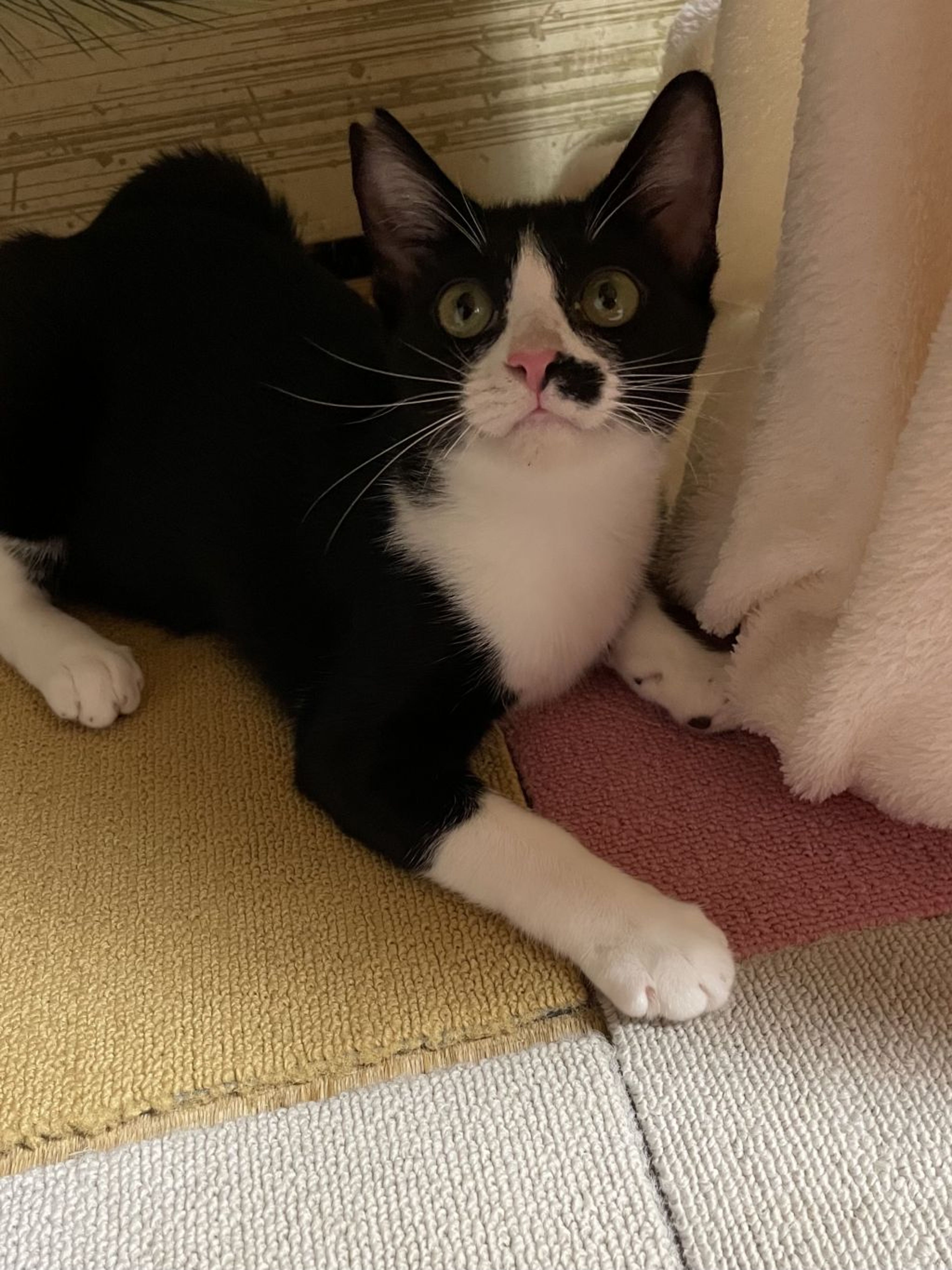 pet-image-3
