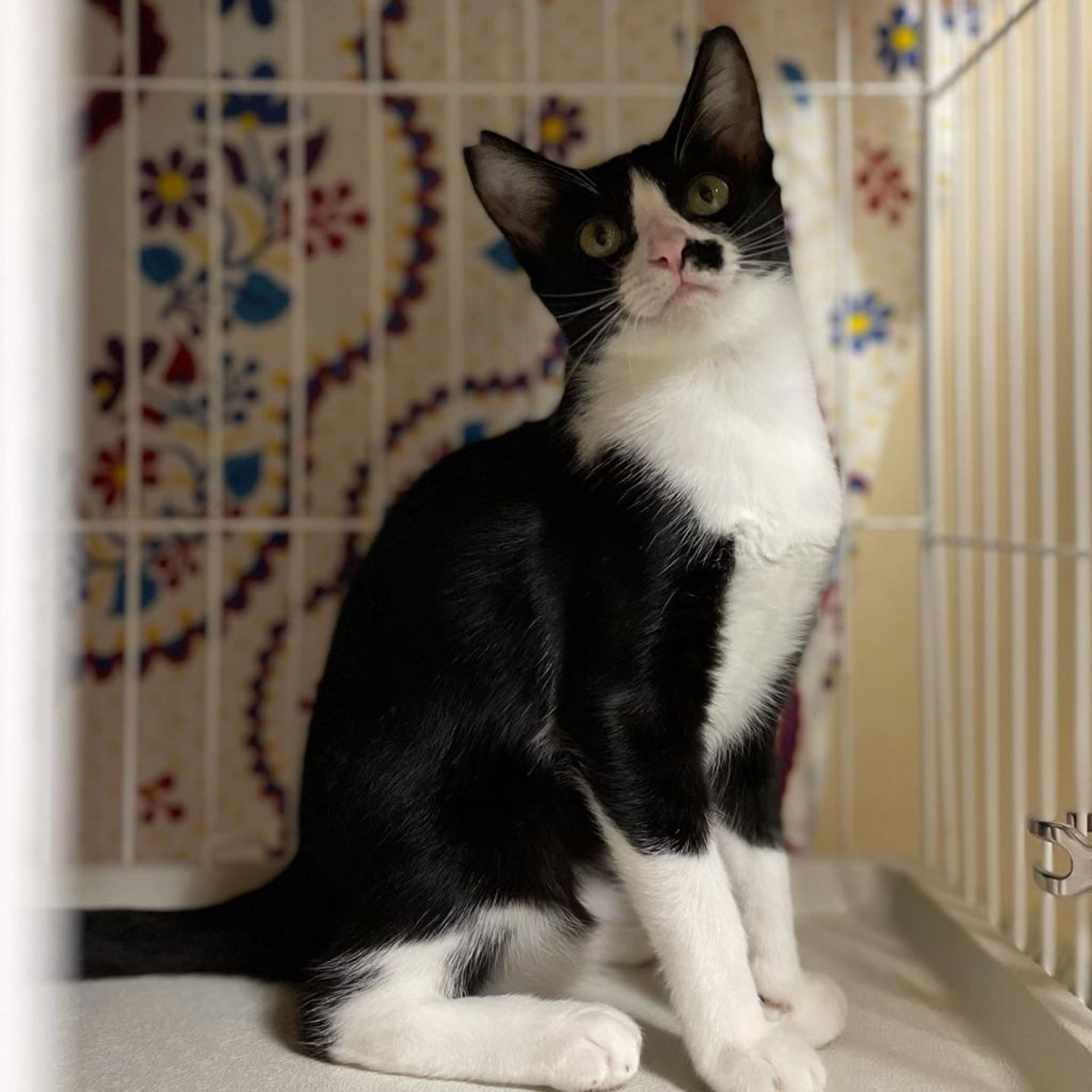 pet-image-4