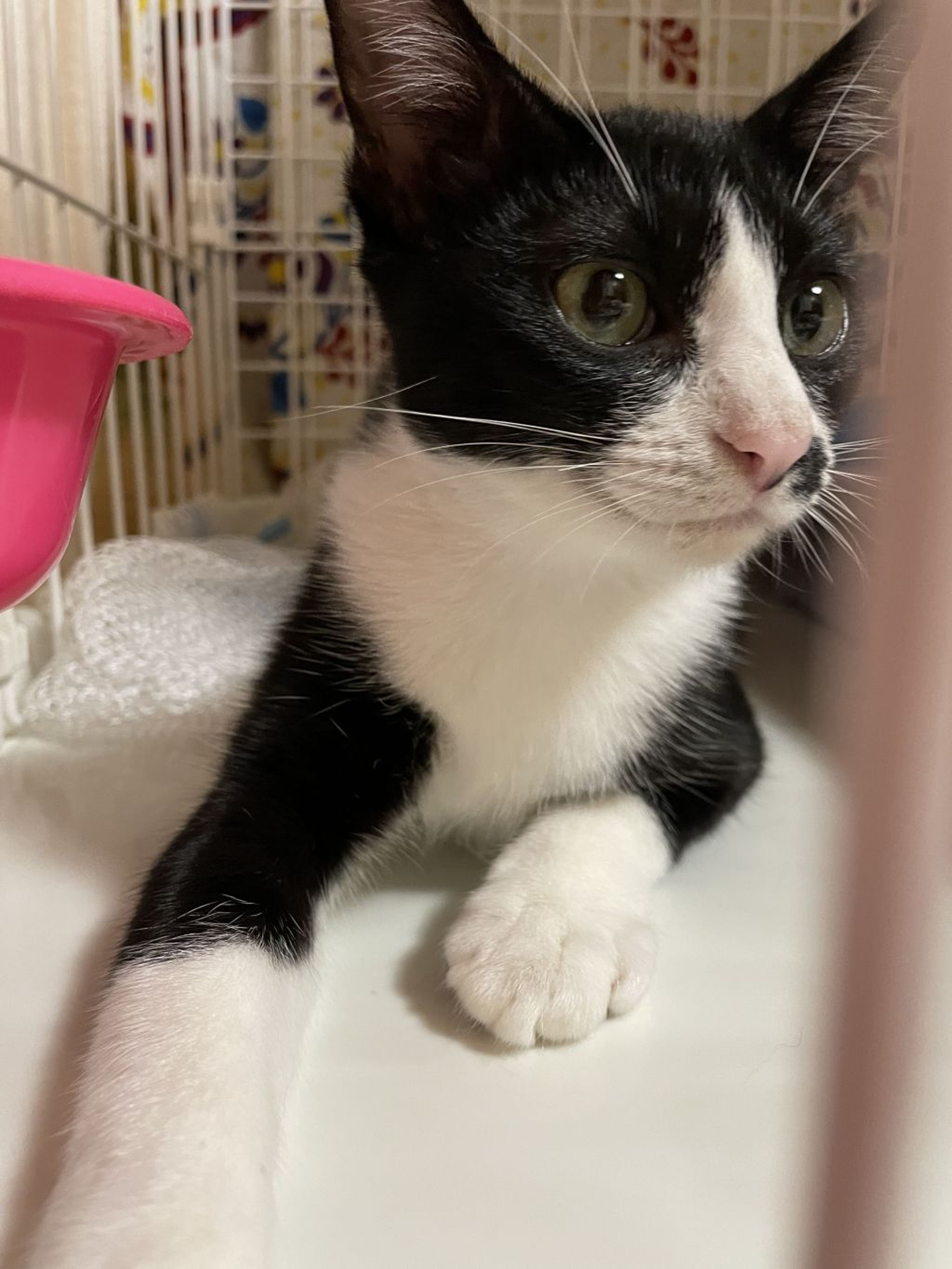pet-image-5