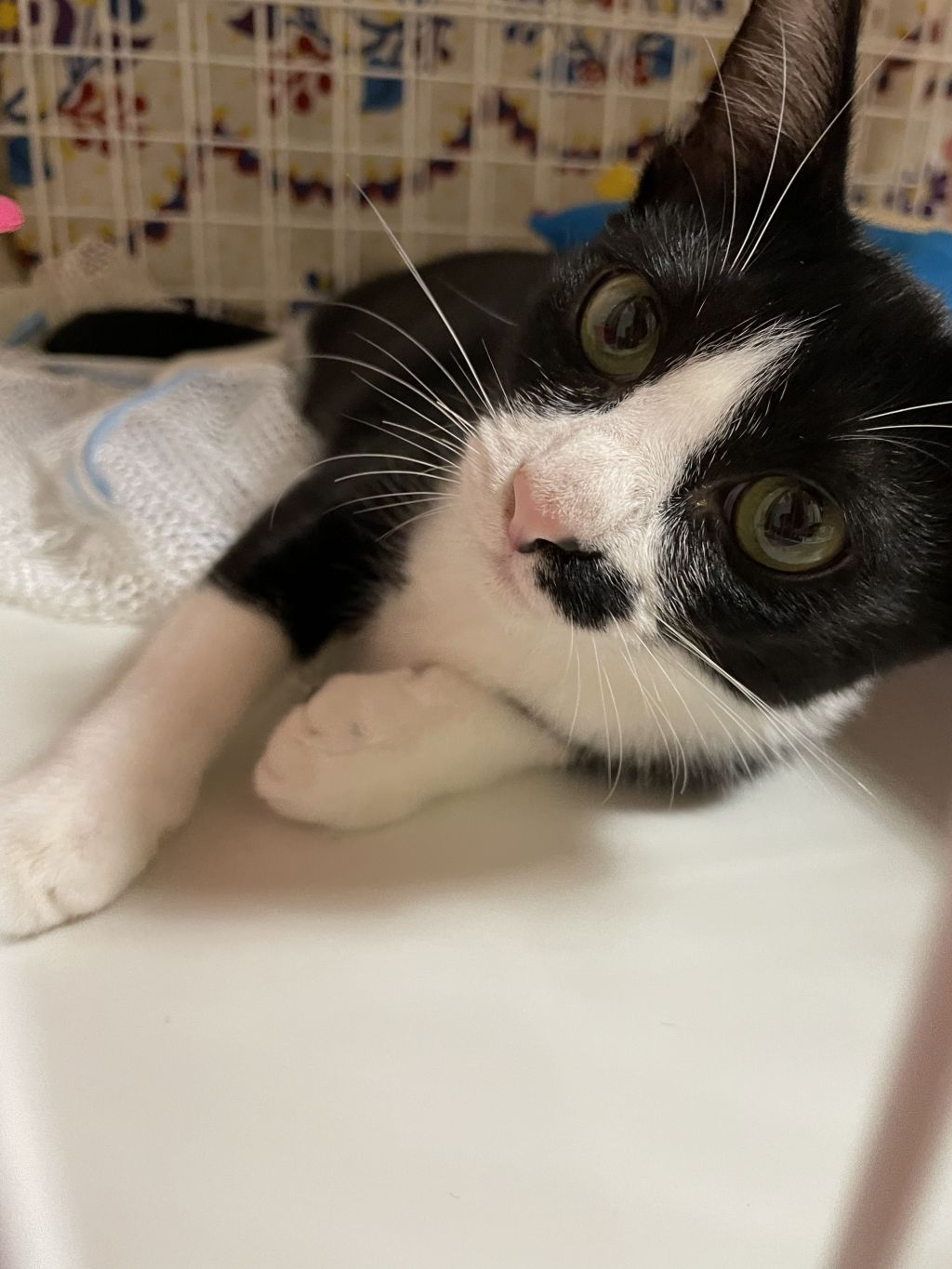 pet-image-6