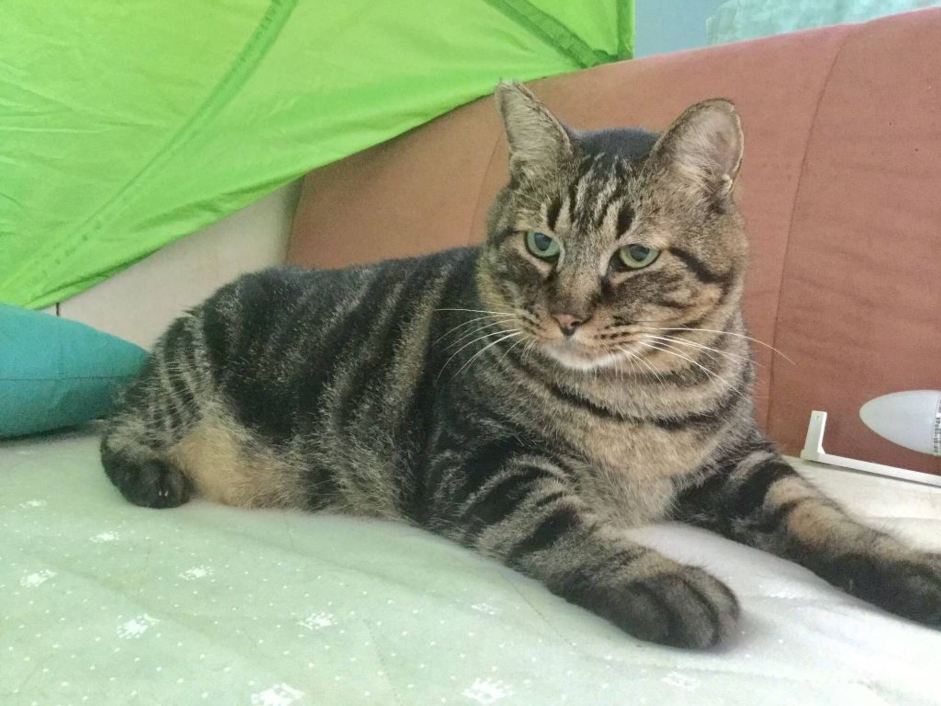 雑種（ミックス猫）・オスの里親募集の写真