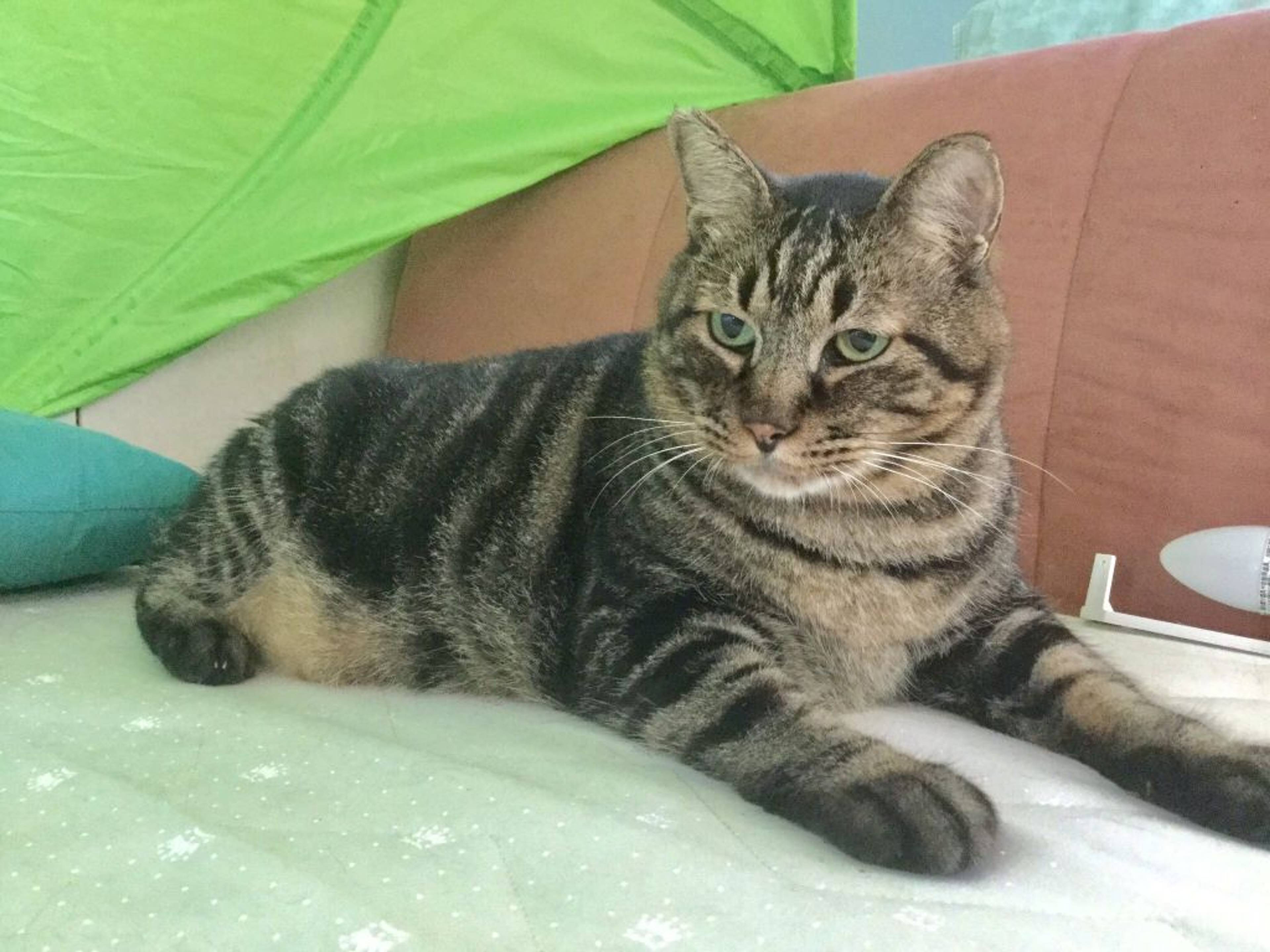 雑種（ミックス猫）・オスの里親募集の写真