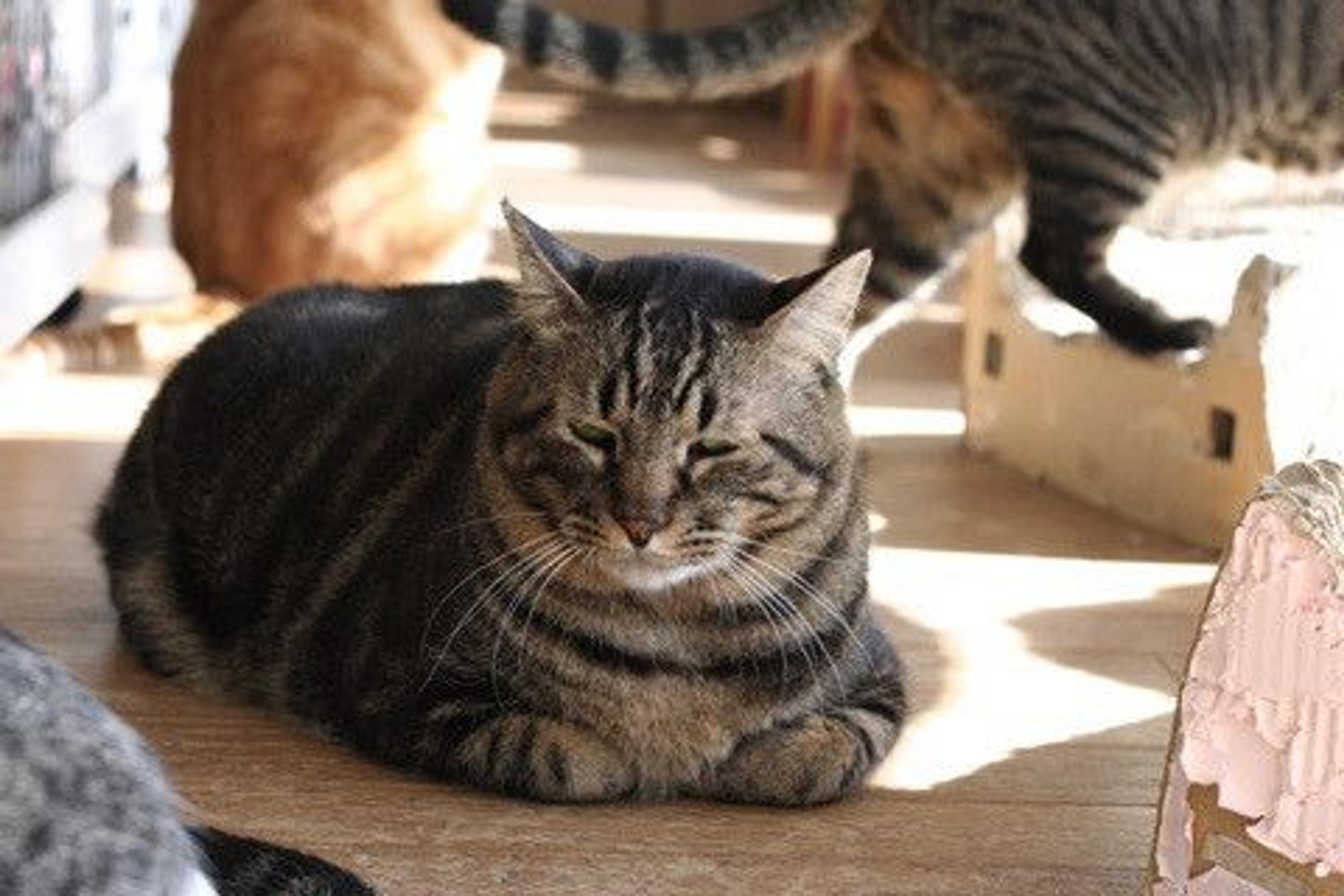 pet-image-2