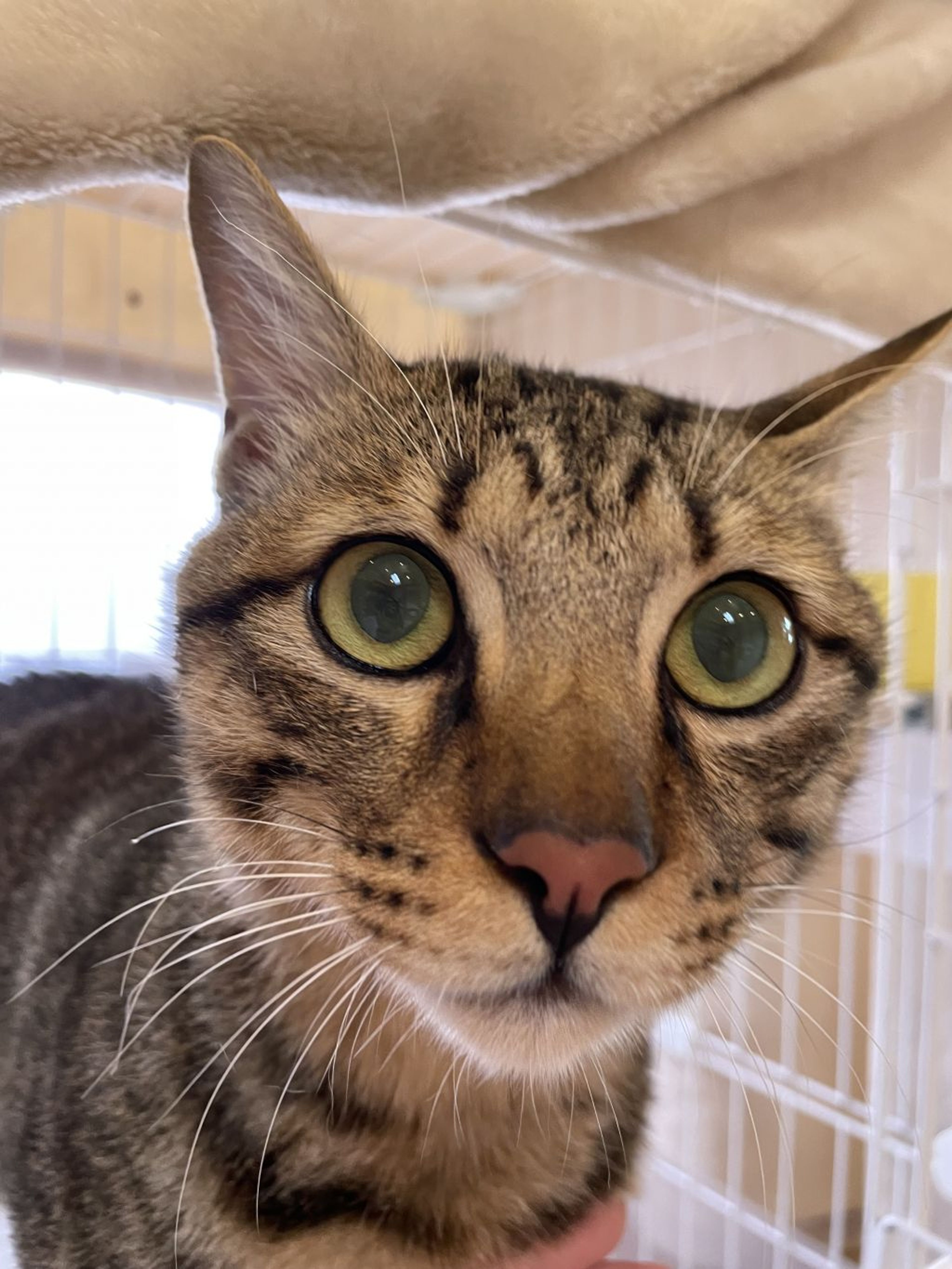 雑種（ミックス猫）・オスの里親募集の写真