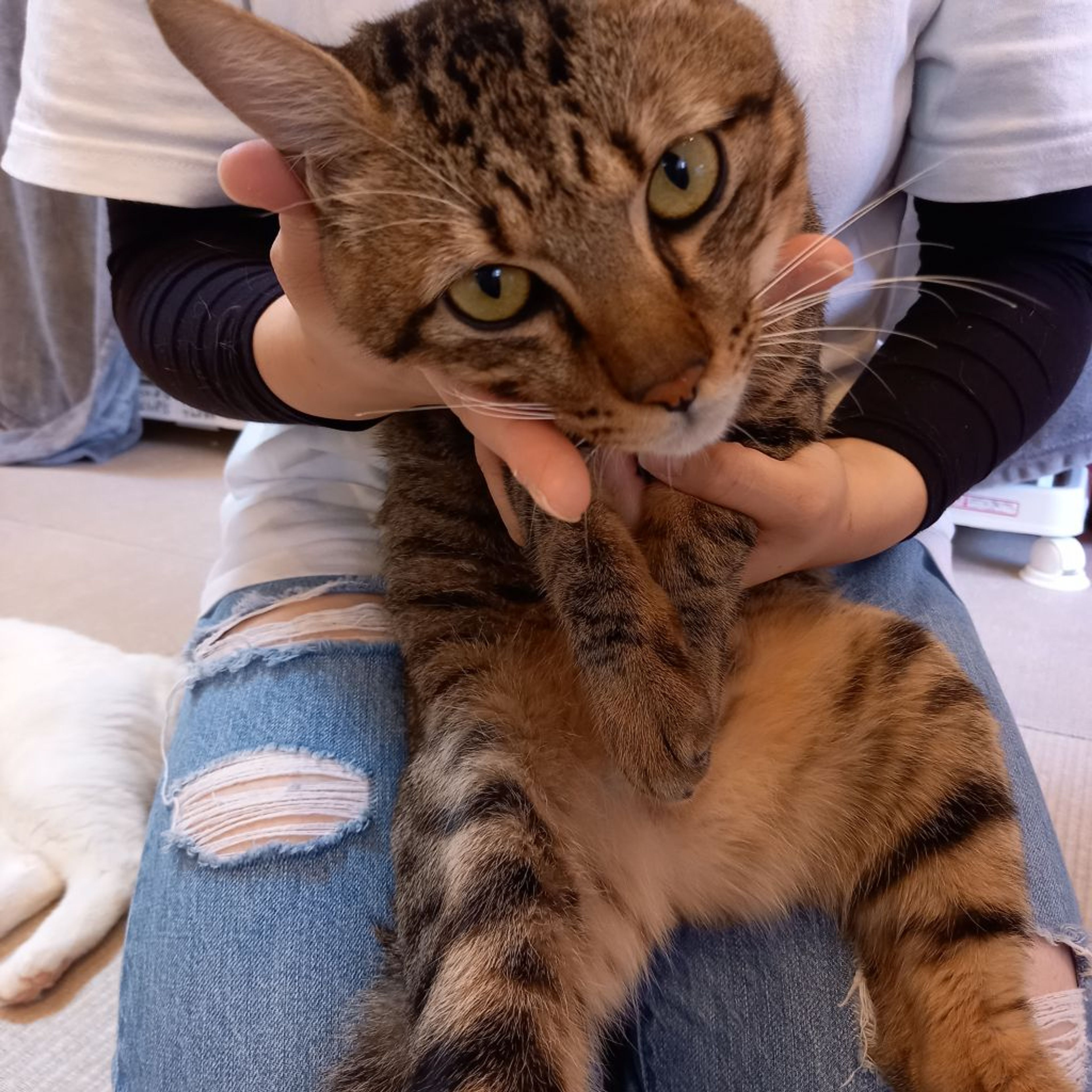 pet-image-2