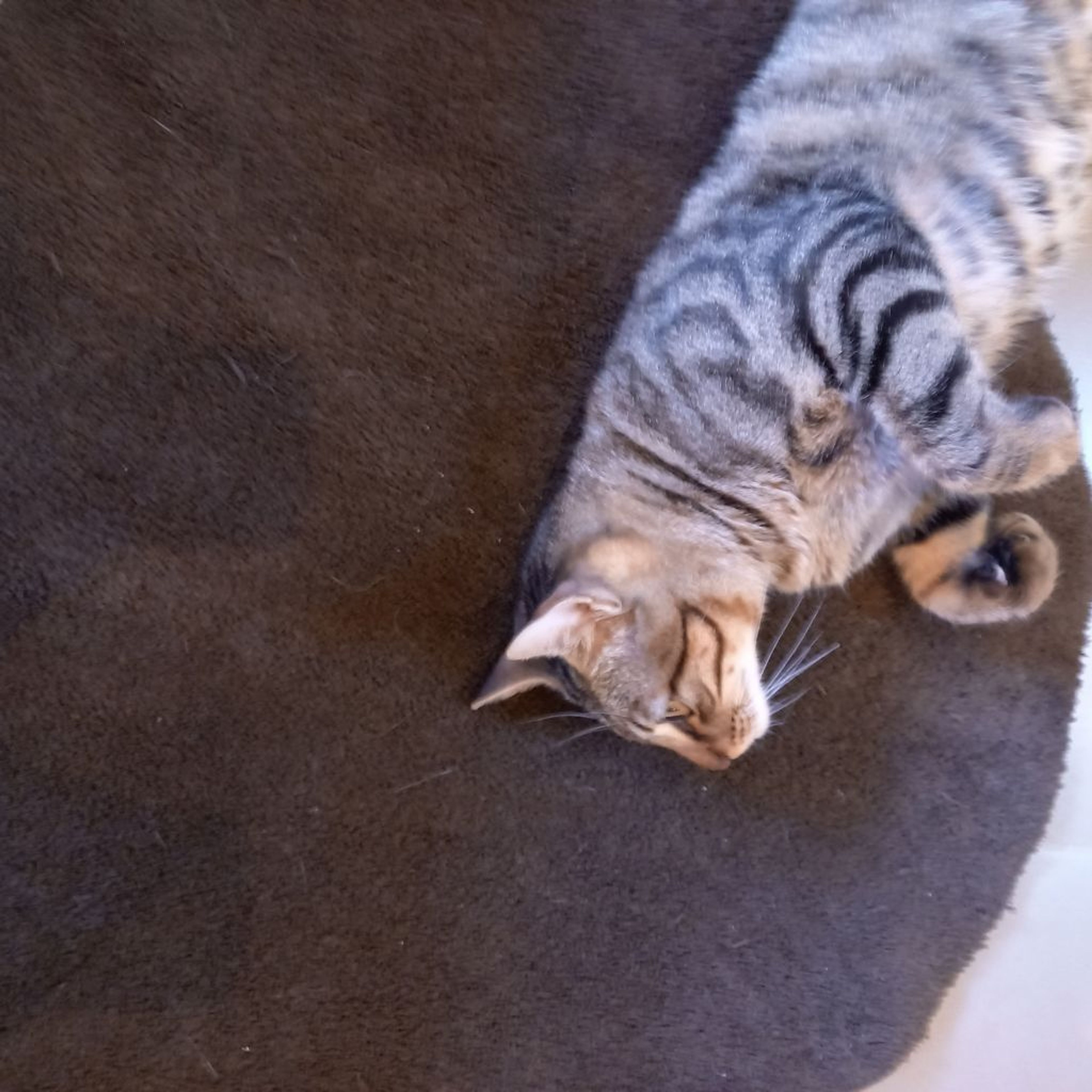 pet-image-3
