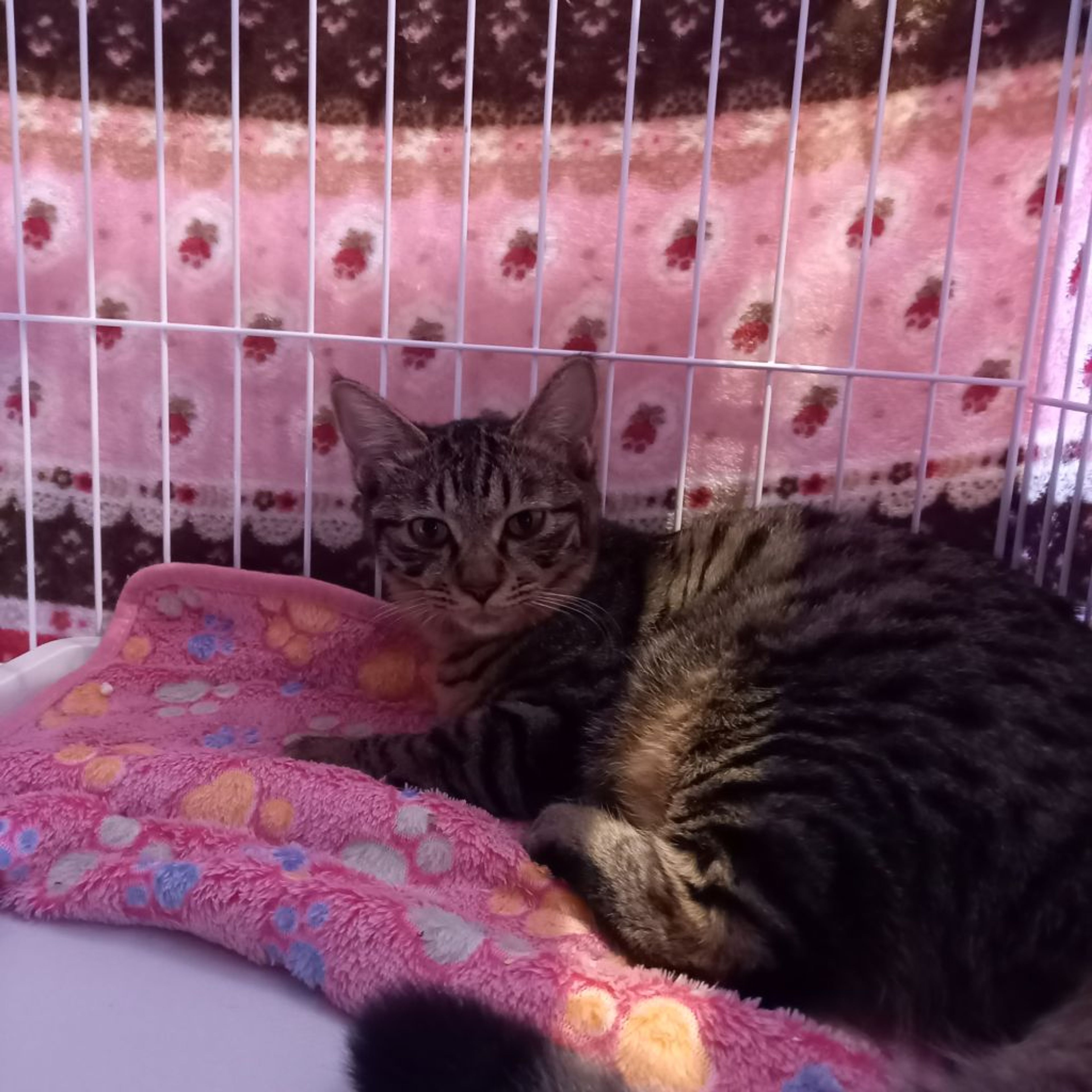 pet-image-2