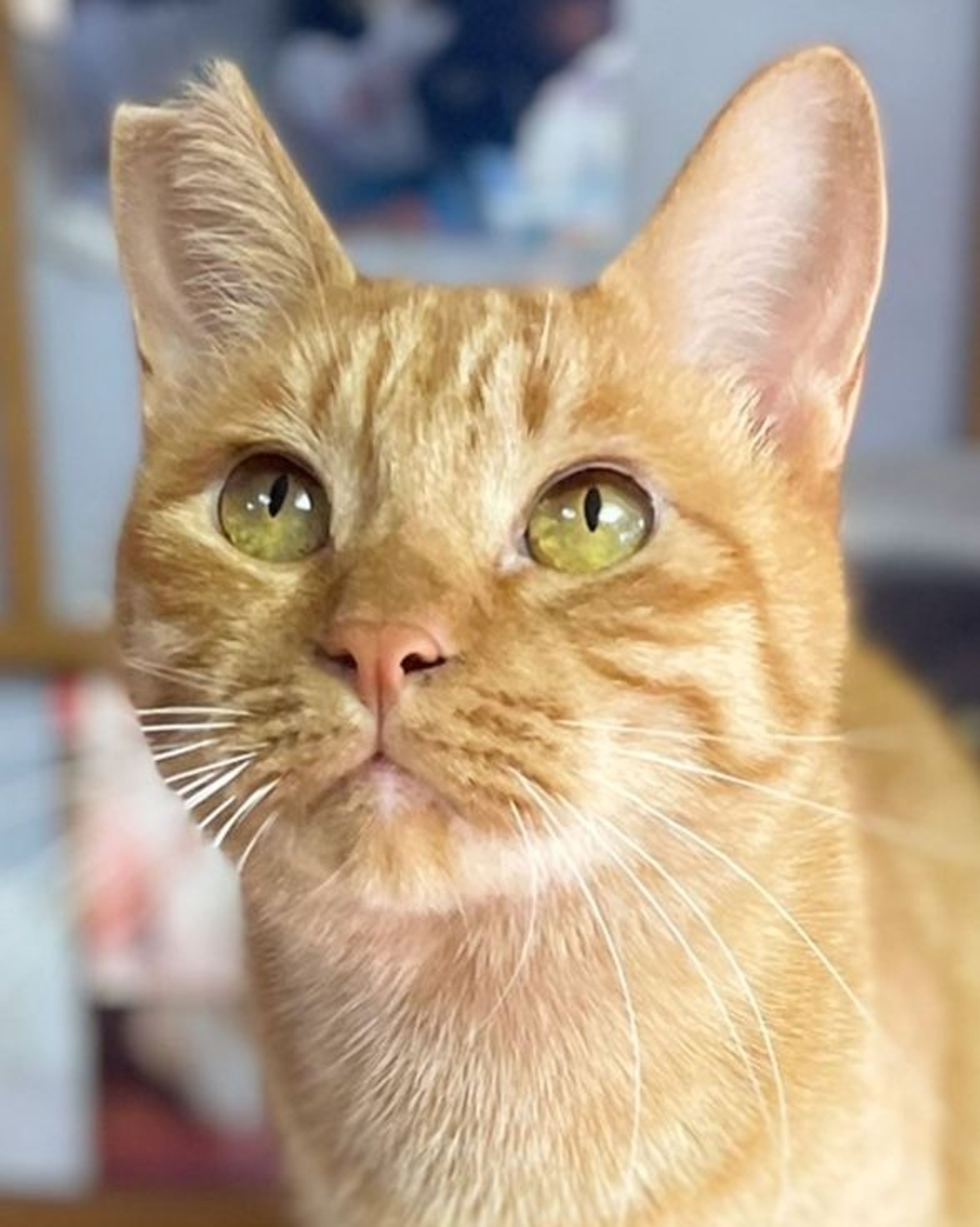 雑種（ミックス猫）・オスの里親募集の写真