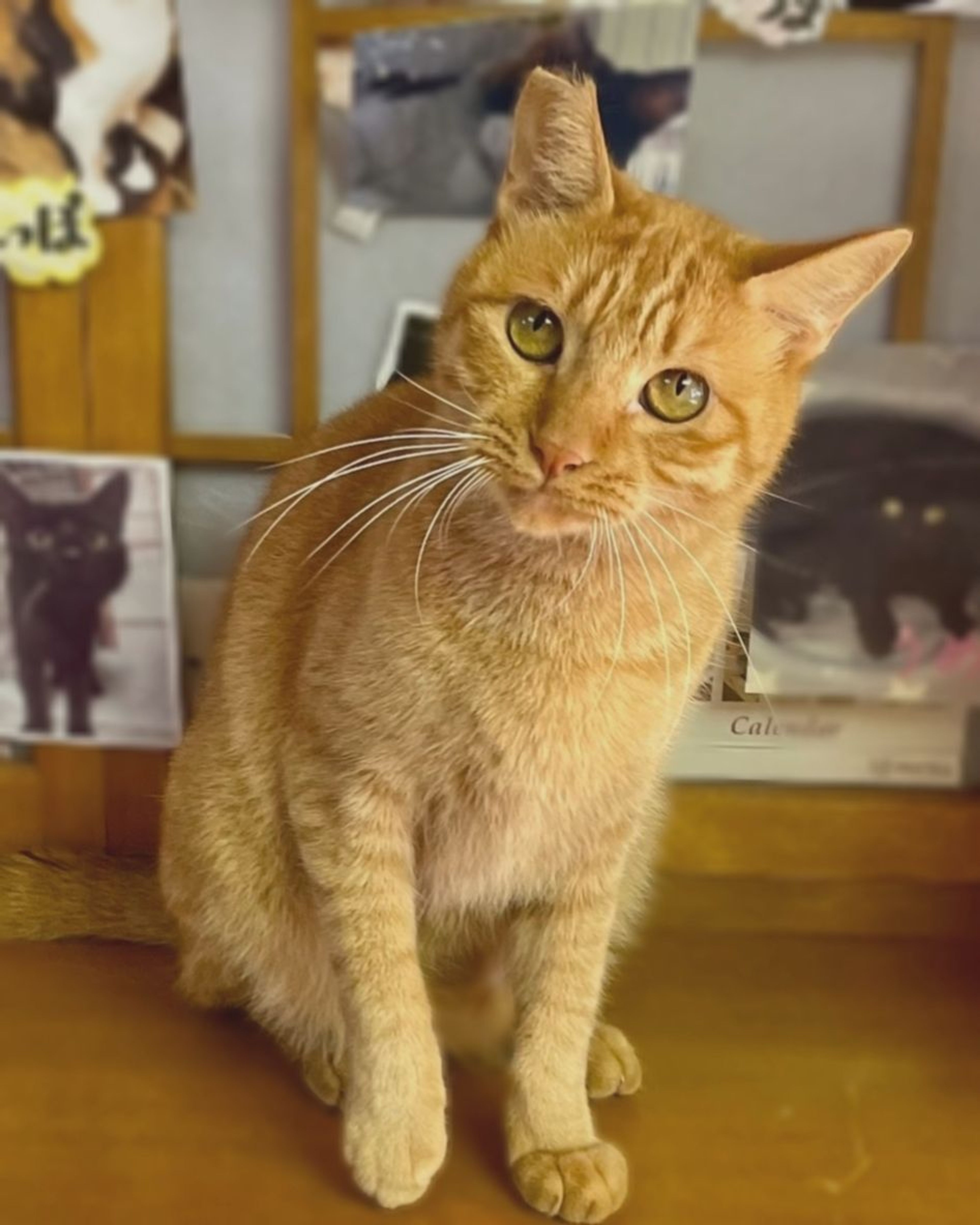 pet-image-2