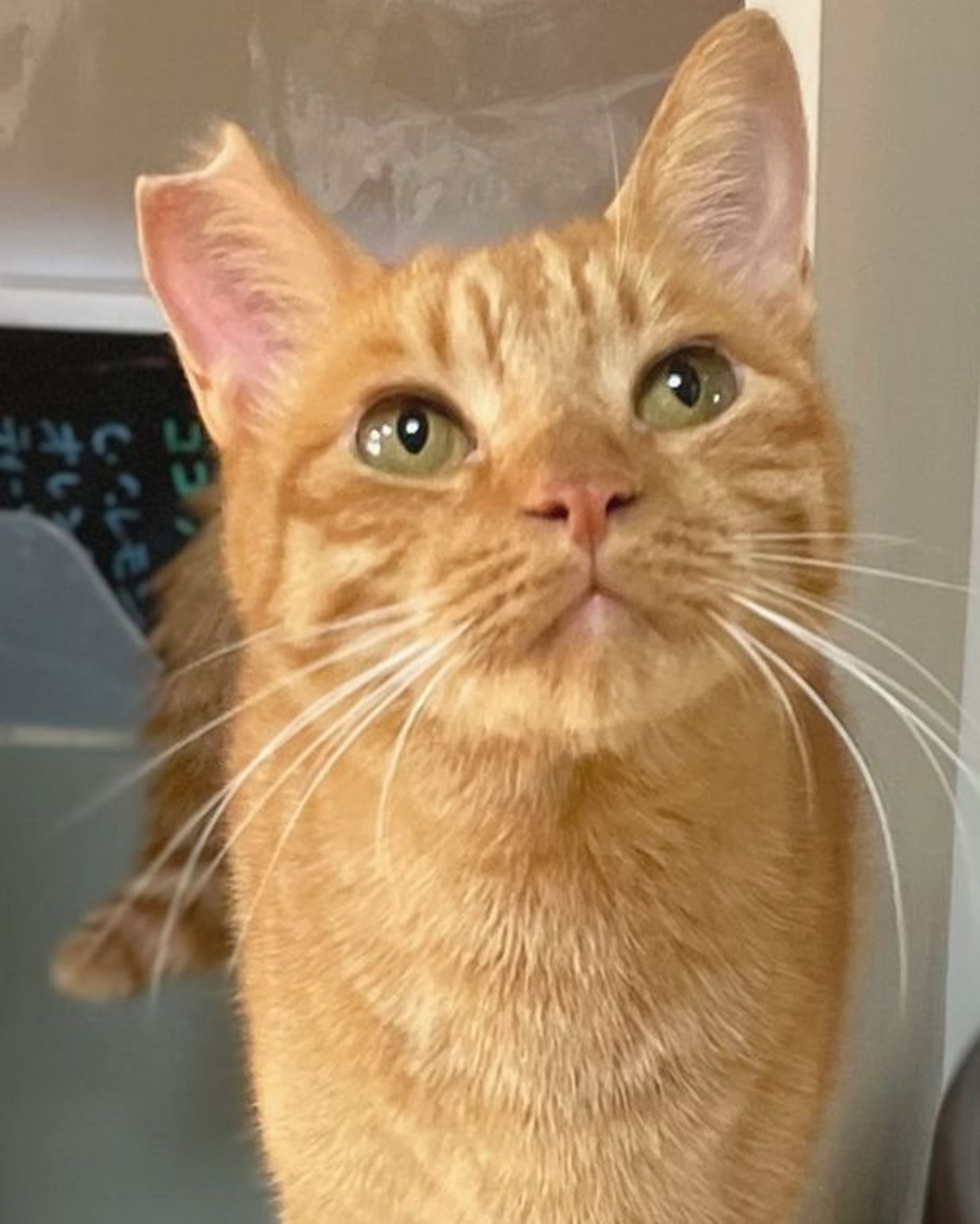 pet-image-5
