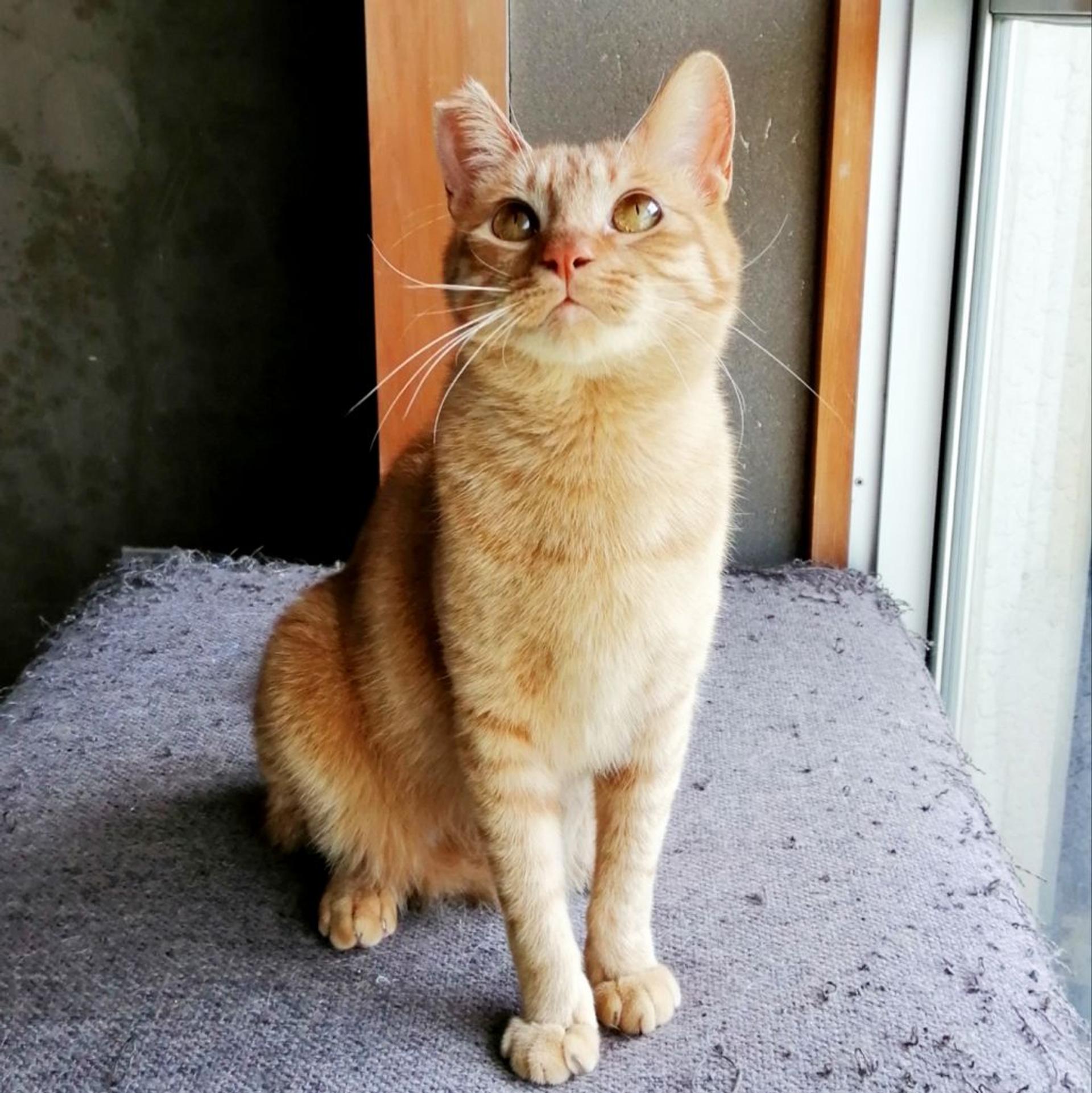 pet-image-6