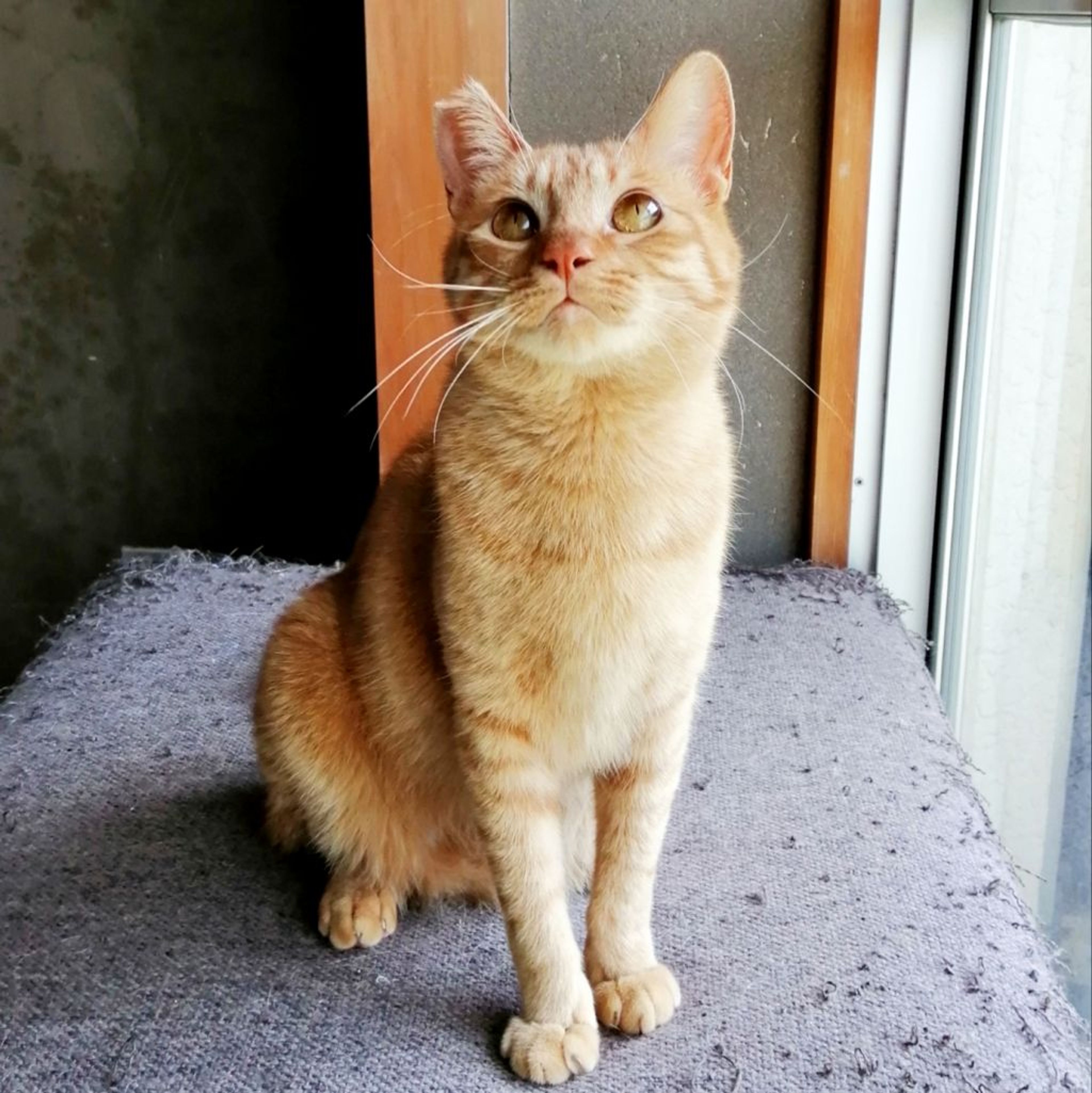pet-image-6