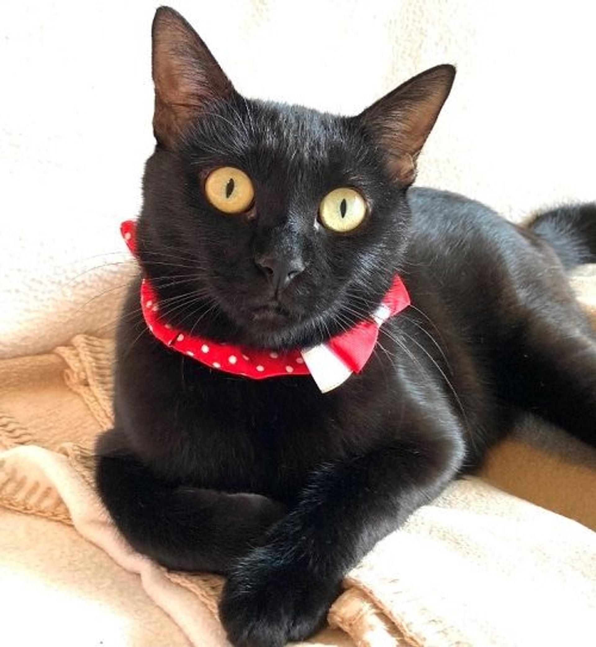 pet-image-2