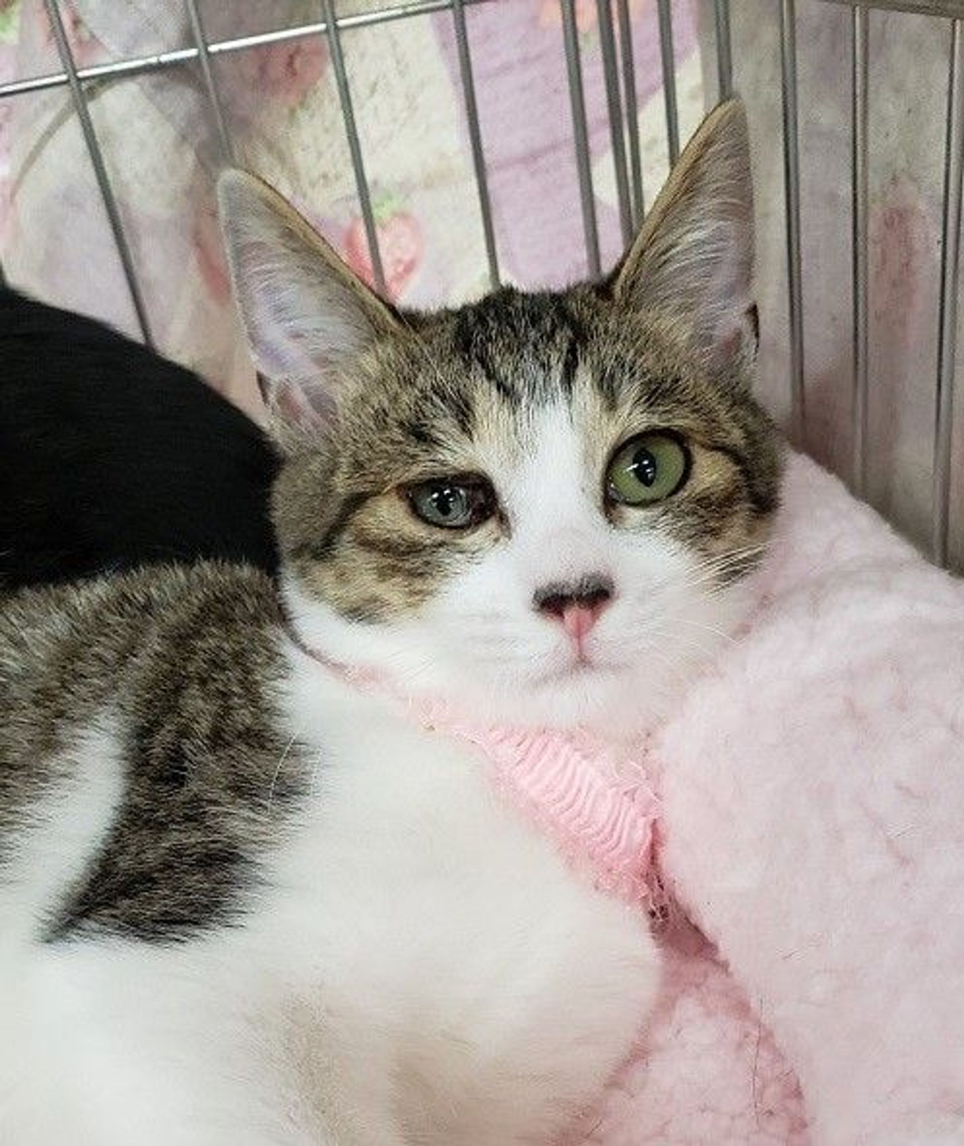雑種（ミックス猫）・メスの里親募集の写真