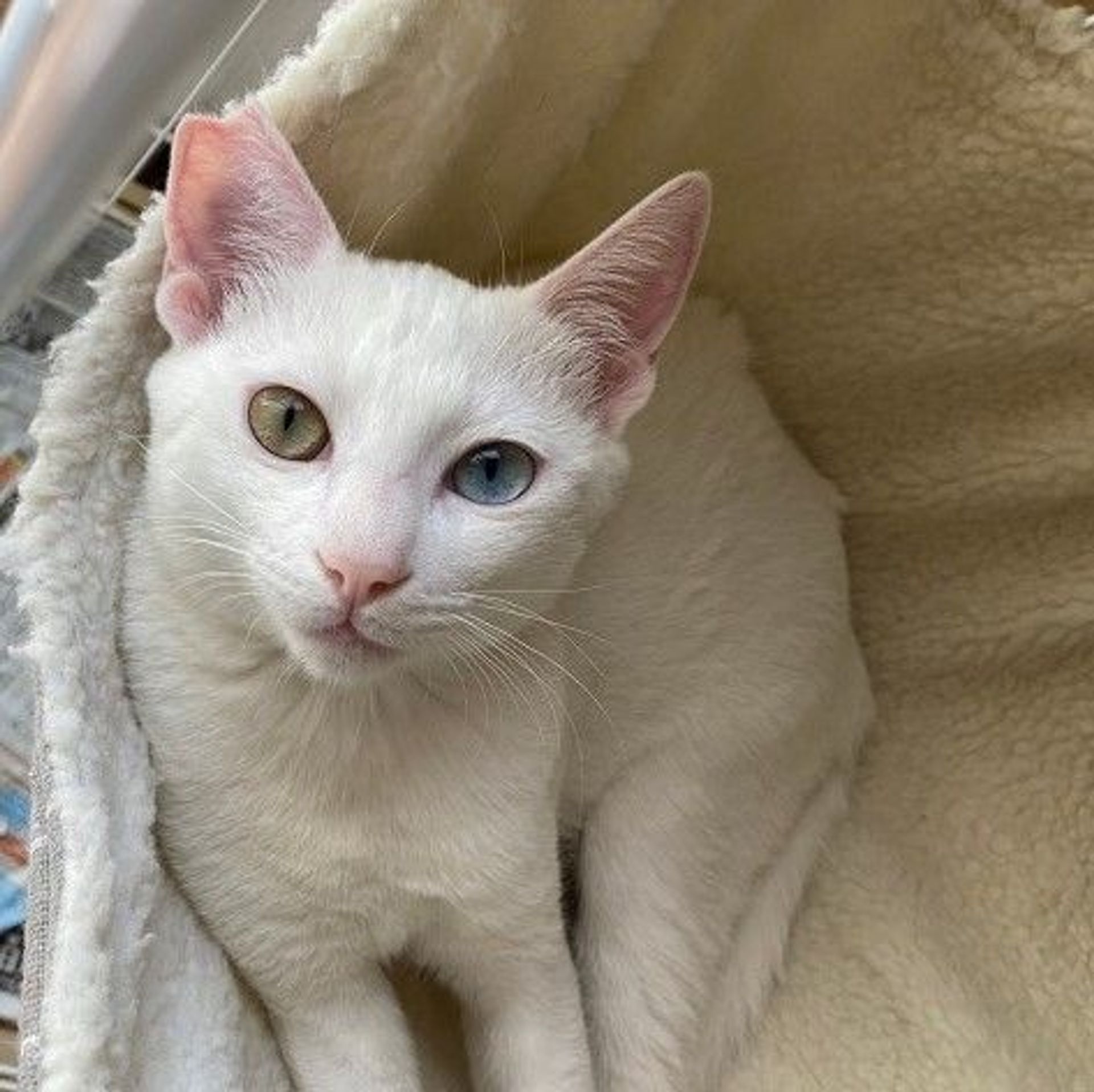 雑種（ミックス猫）・オスの里親募集の写真