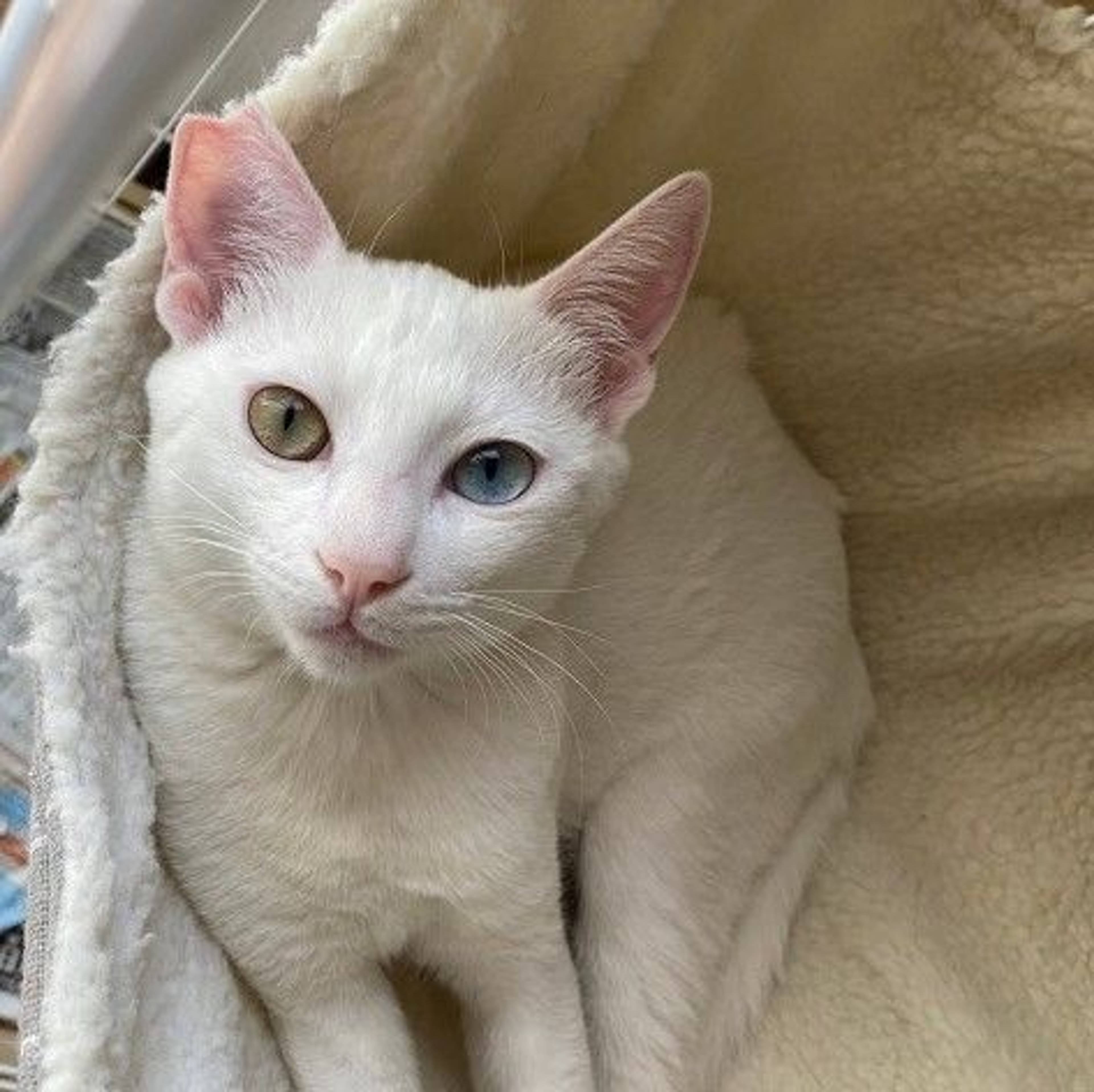 雑種（ミックス猫）・オスの里親募集の写真