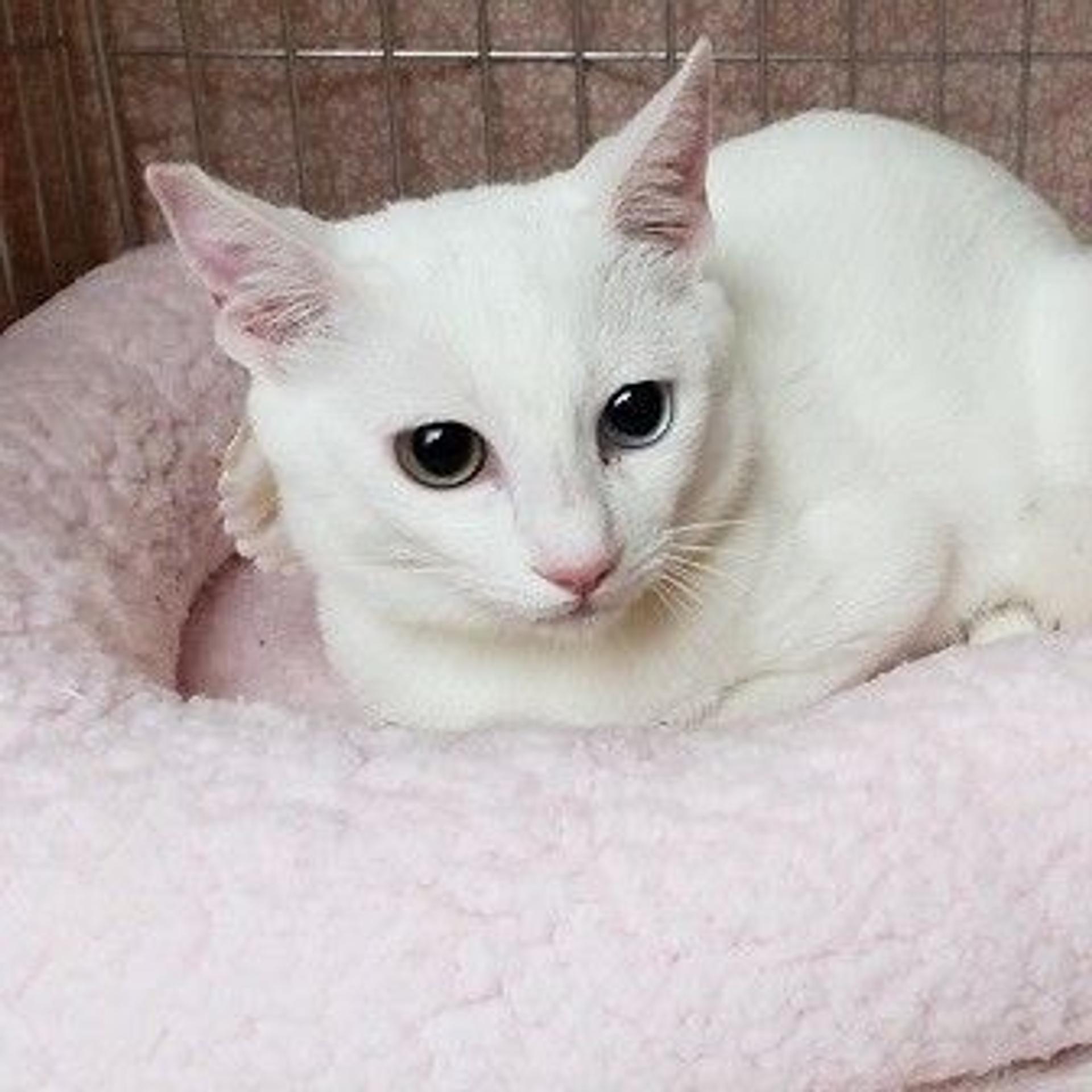 pet-image-2