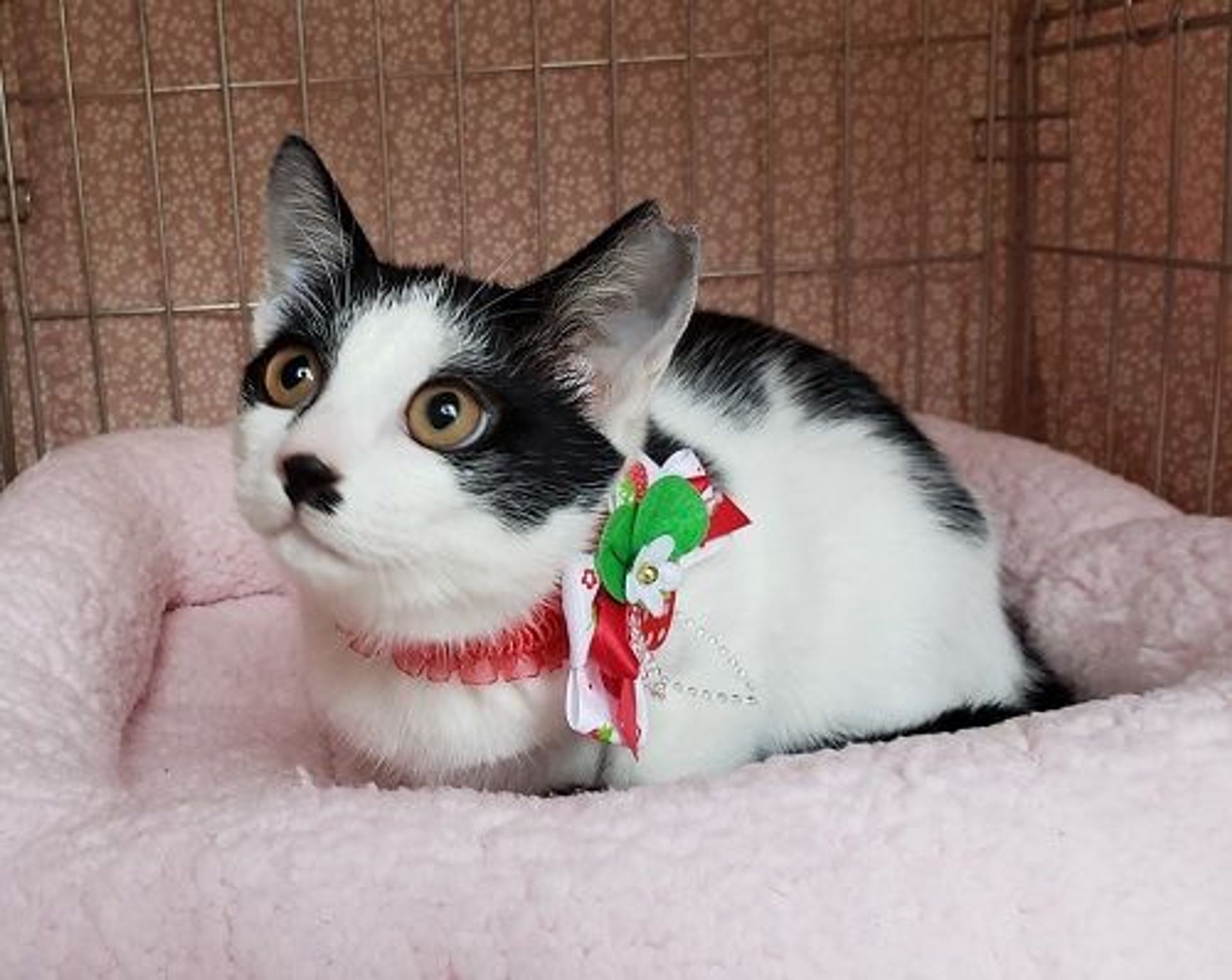 雑種（ミックス猫）・メスの里親募集の写真