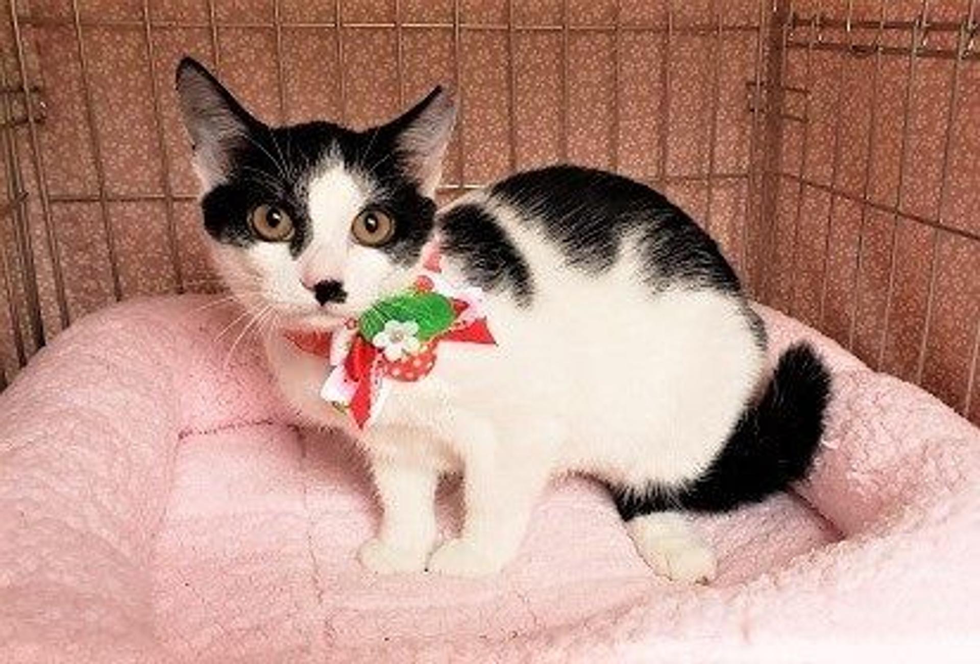 pet-image-2