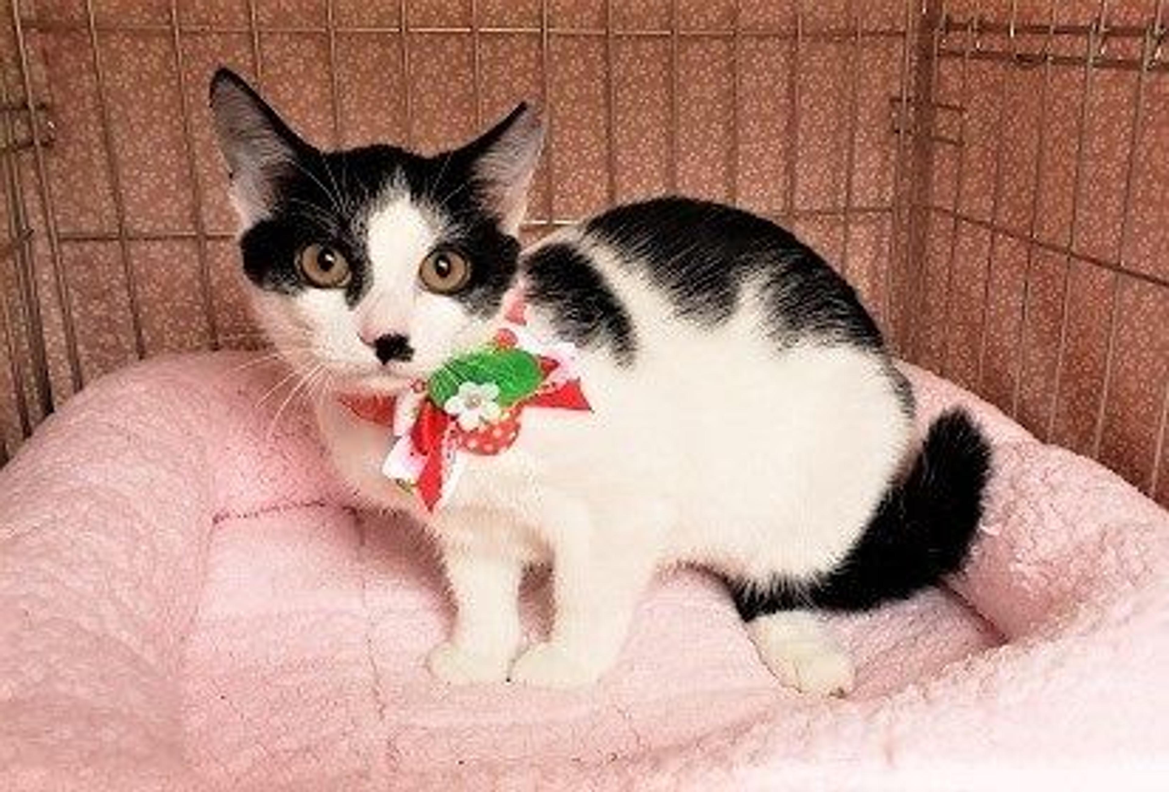 pet-image-2