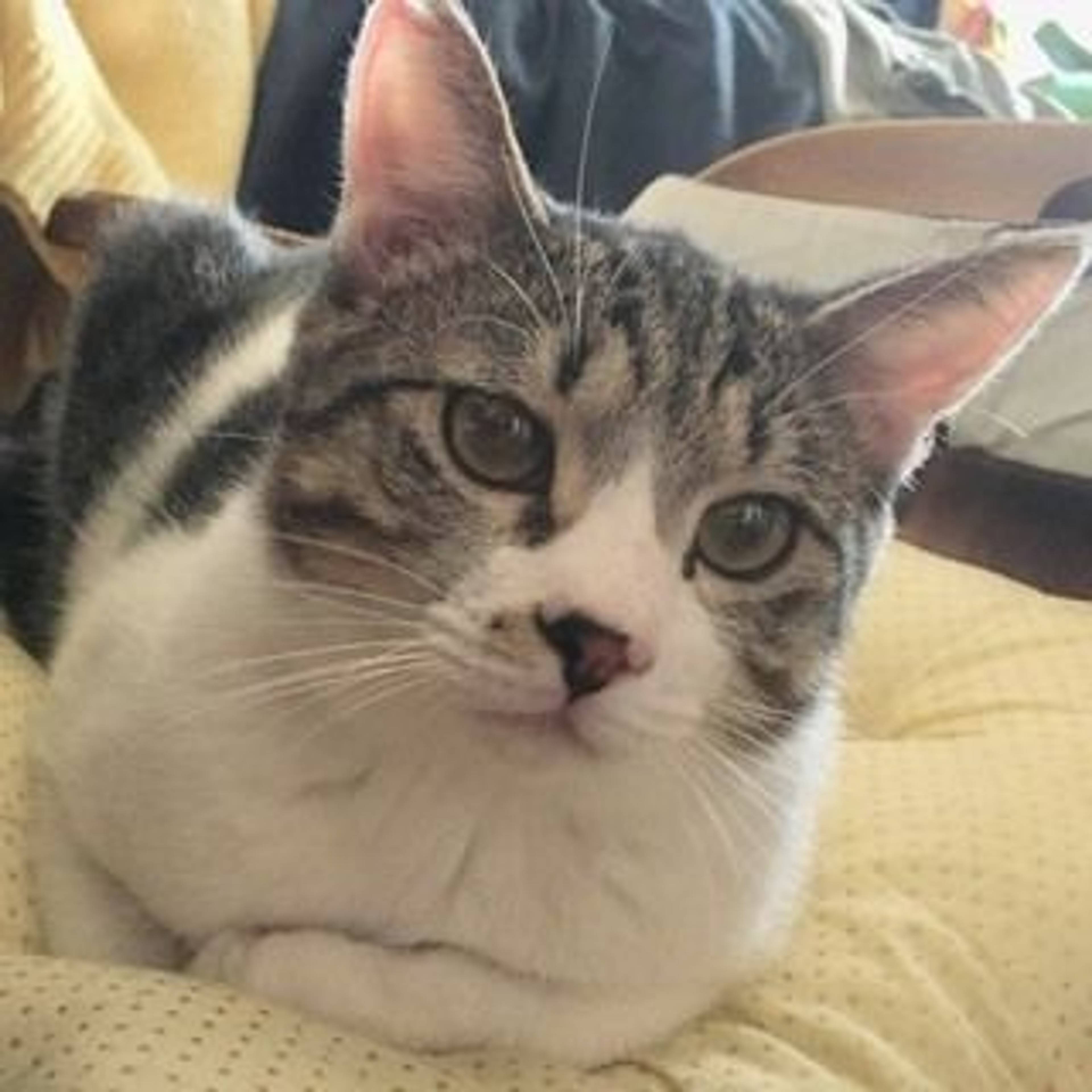 雑種（ミックス猫）・オスの里親募集の写真