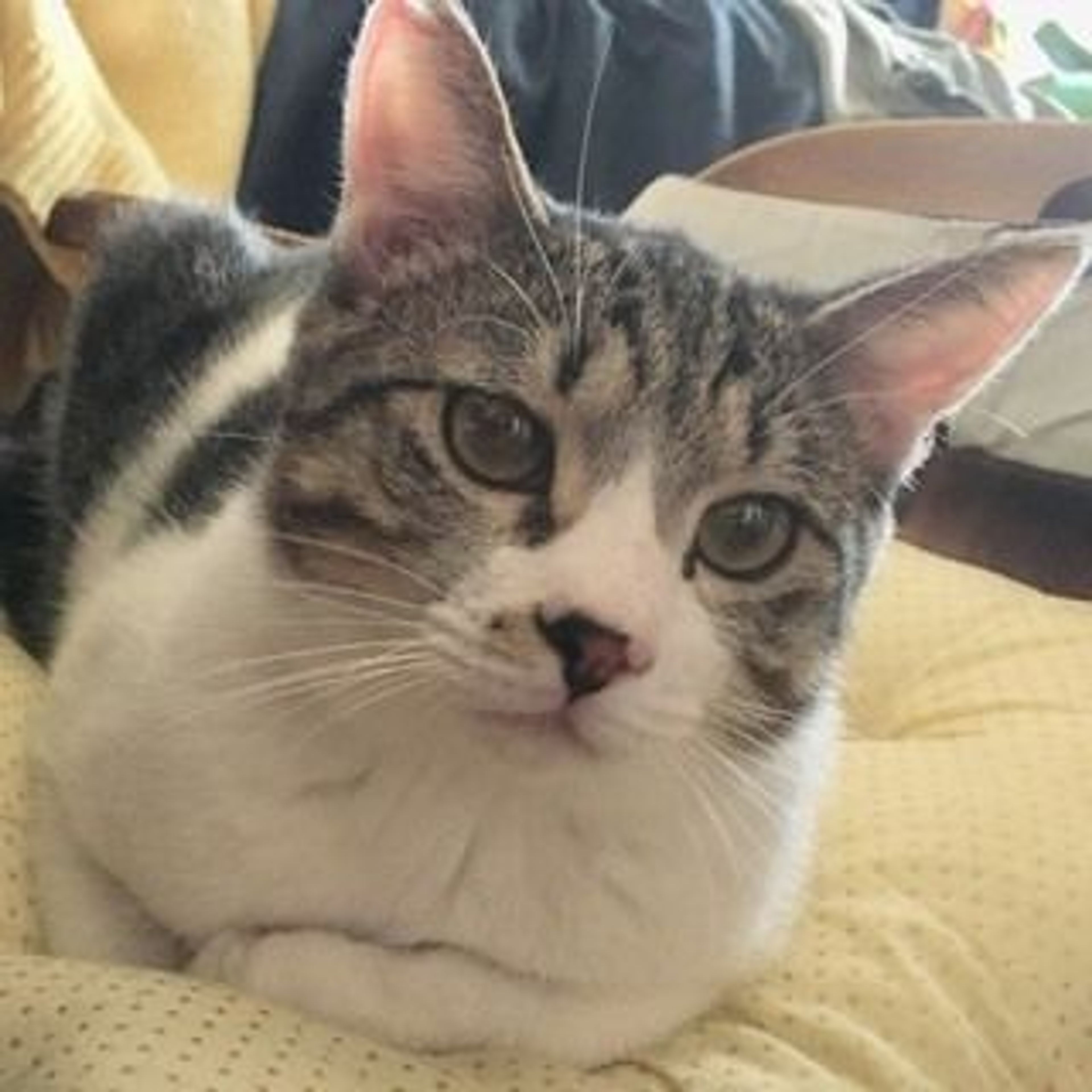 雑種（ミックス猫）・オスの里親募集の写真