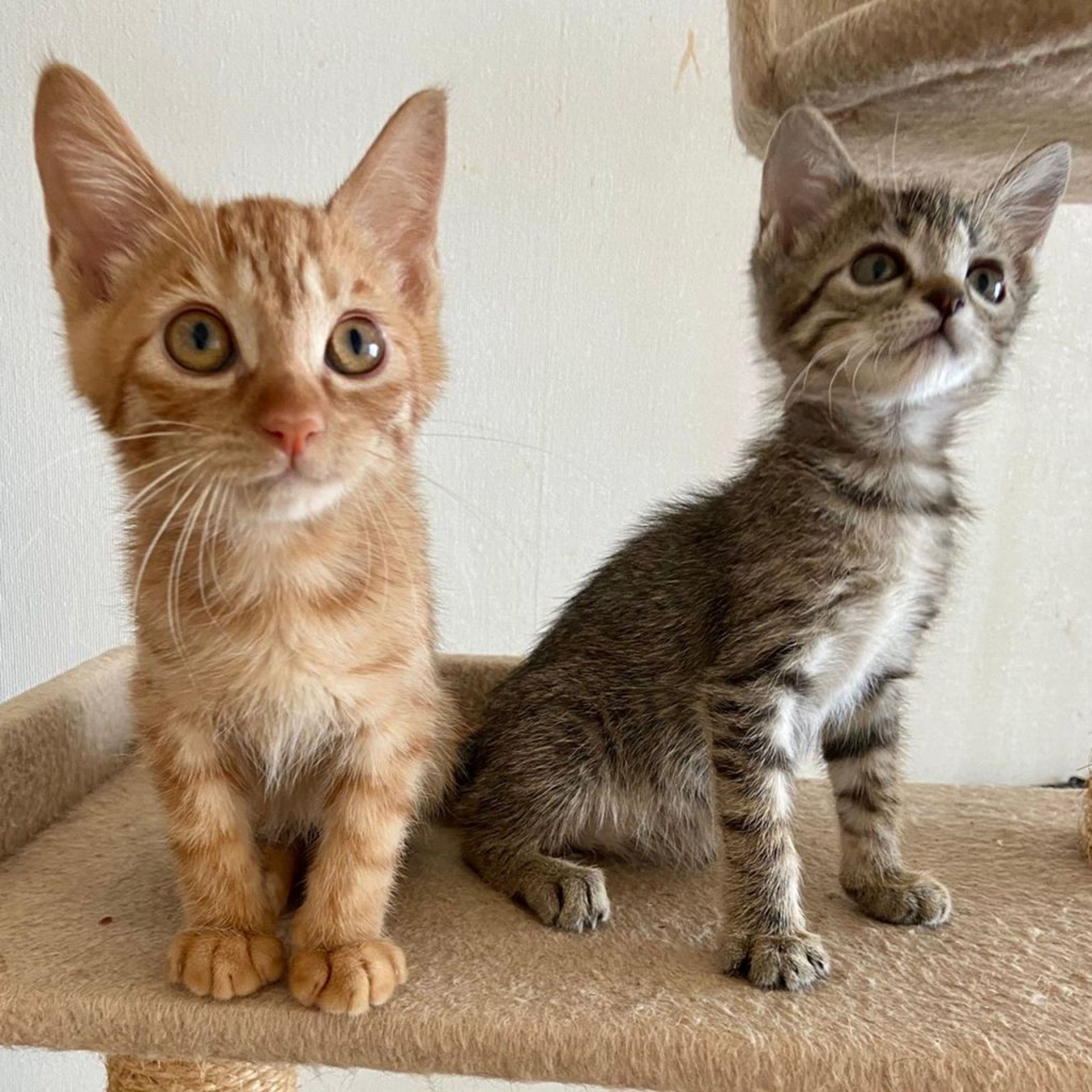 雑種（ミックス猫）・メスの里親募集の写真