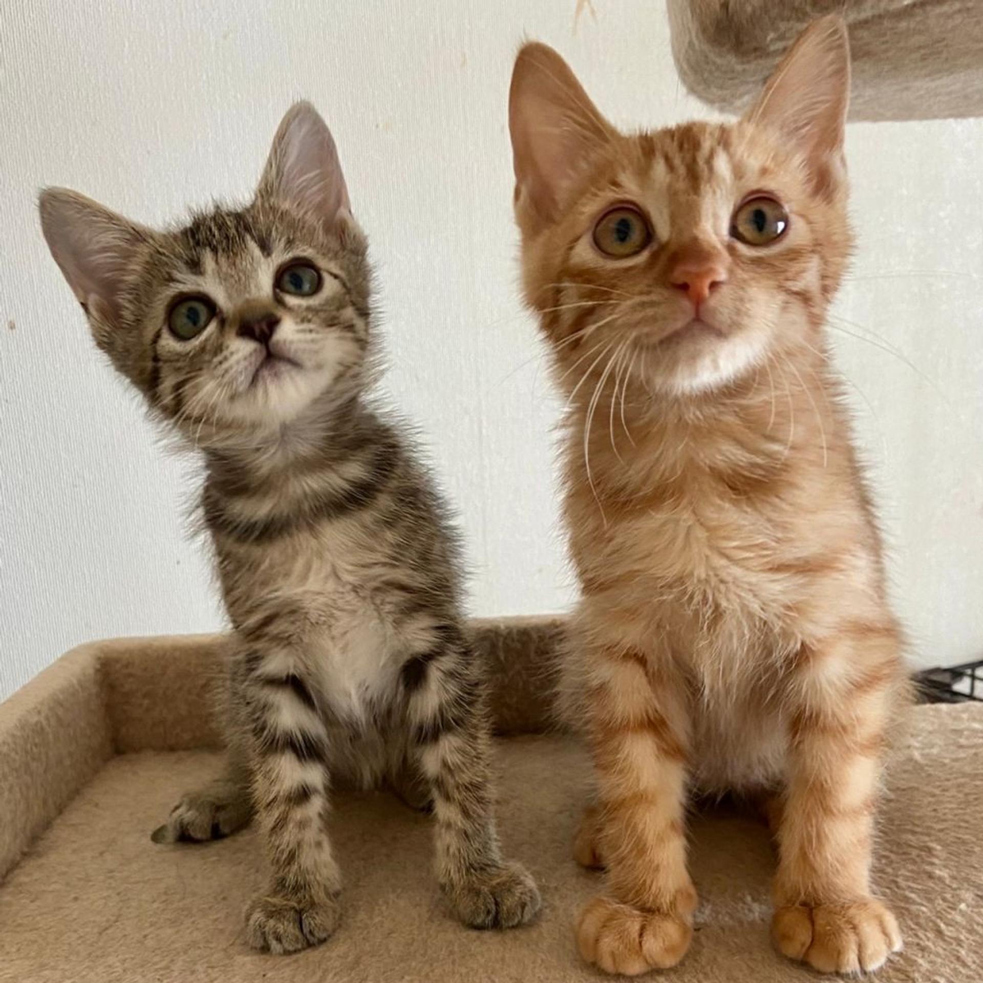 pet-image-4