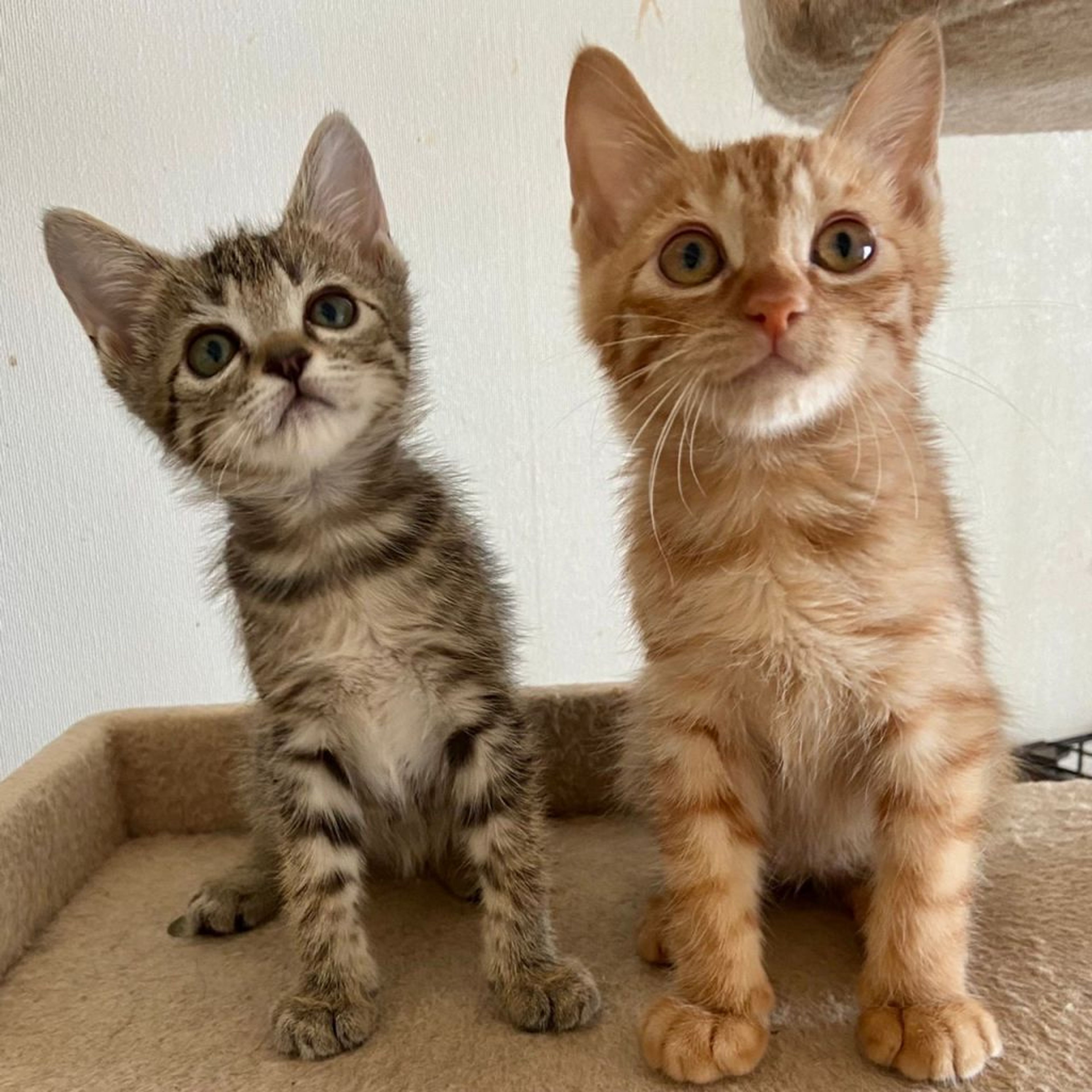 pet-image-4