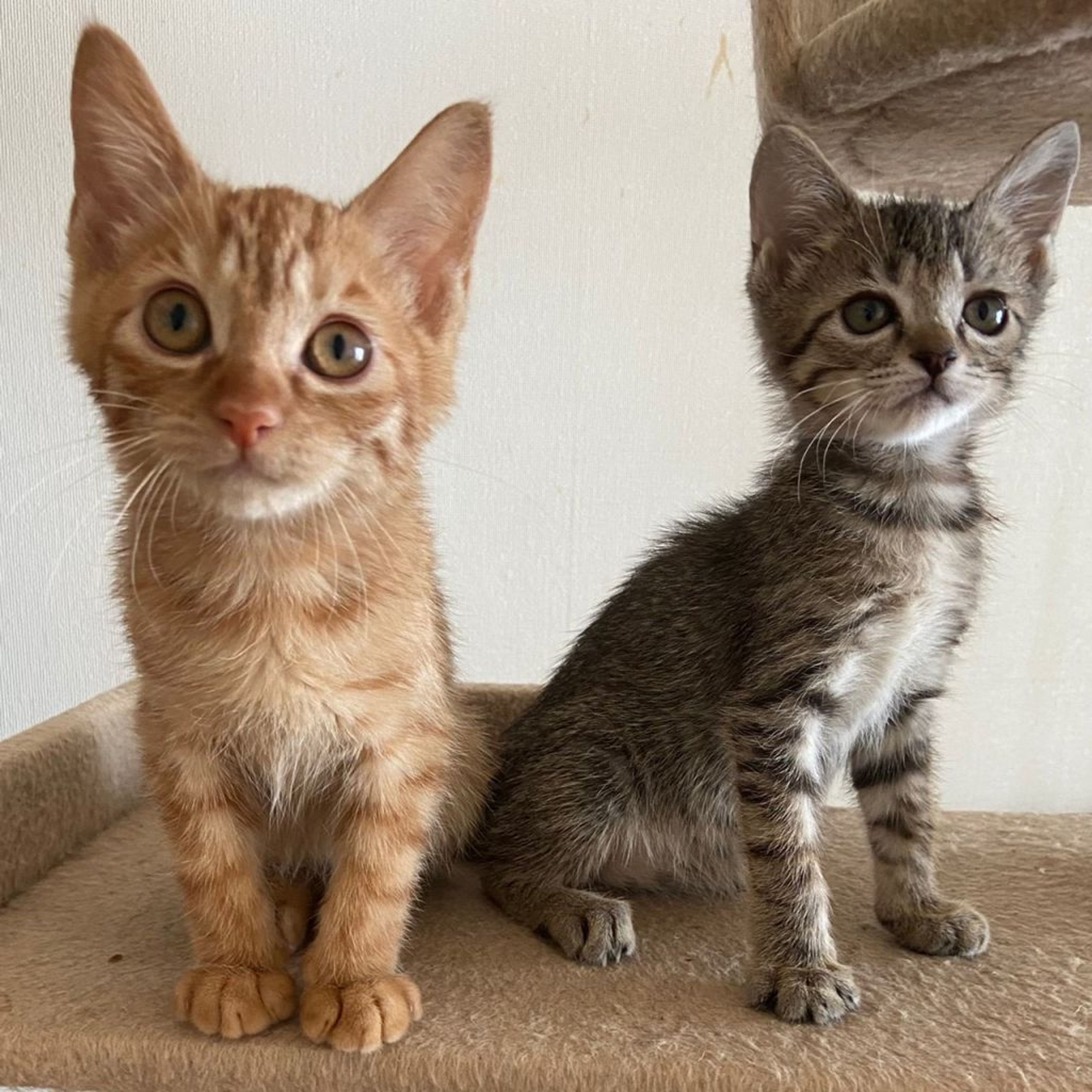 pet-image-5