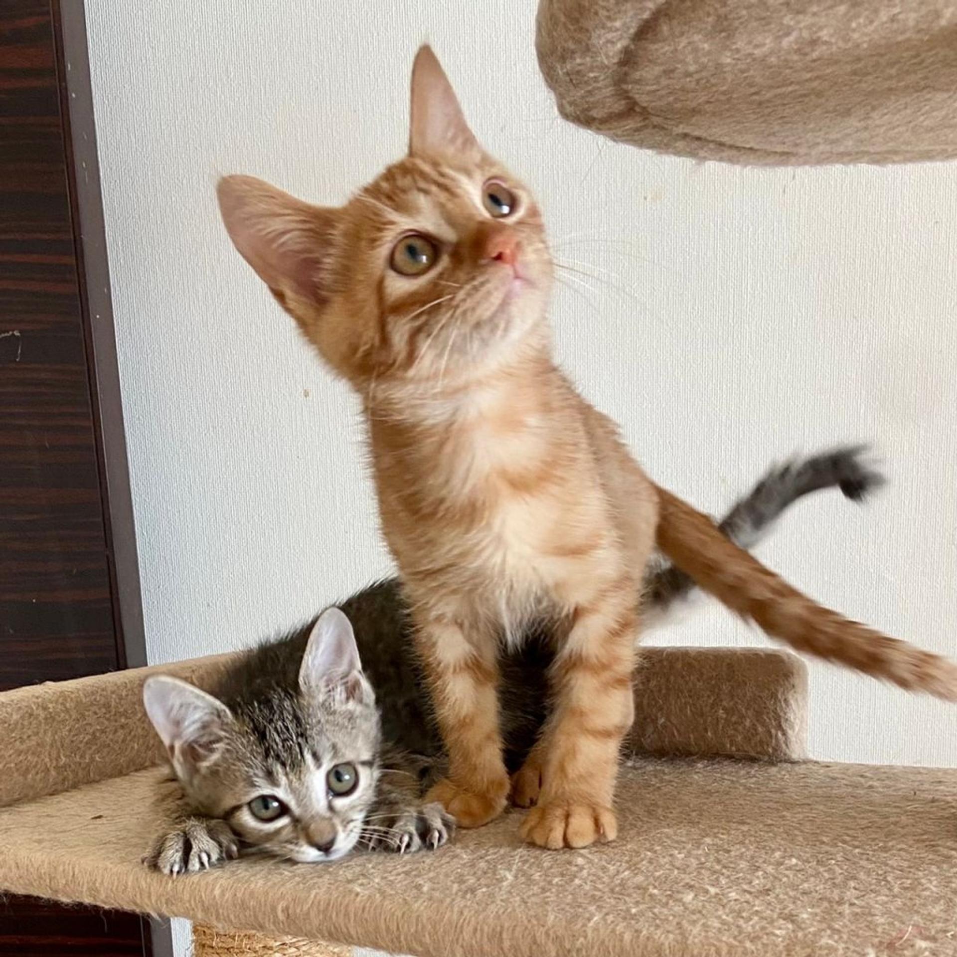 pet-image-7
