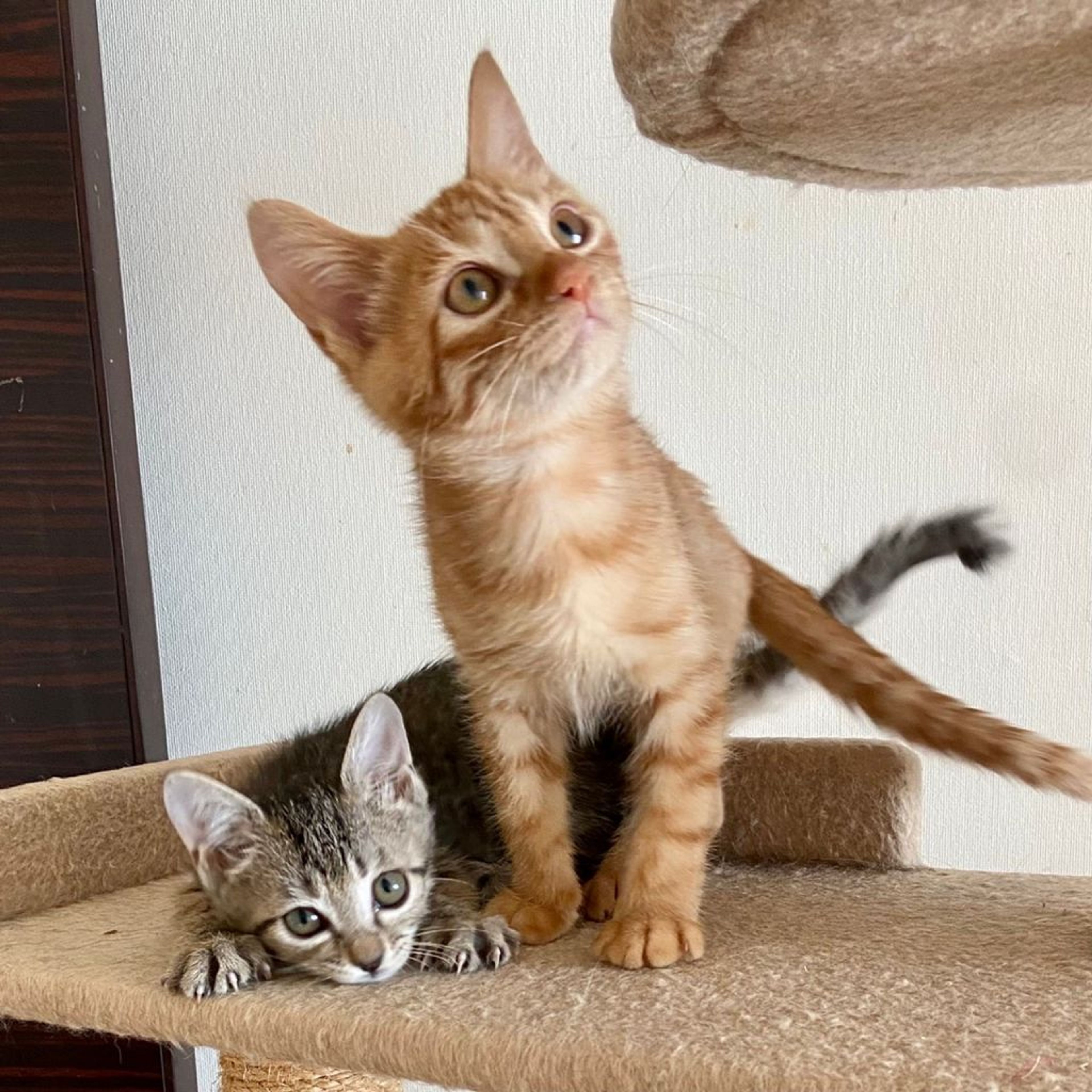 pet-image-7