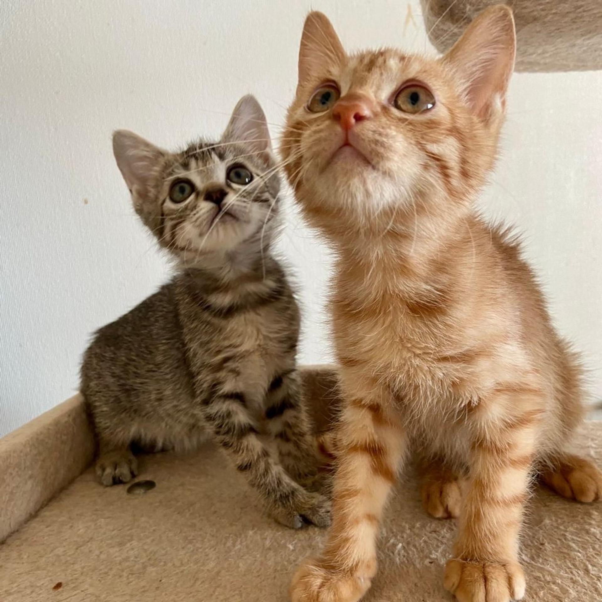 pet-image-8
